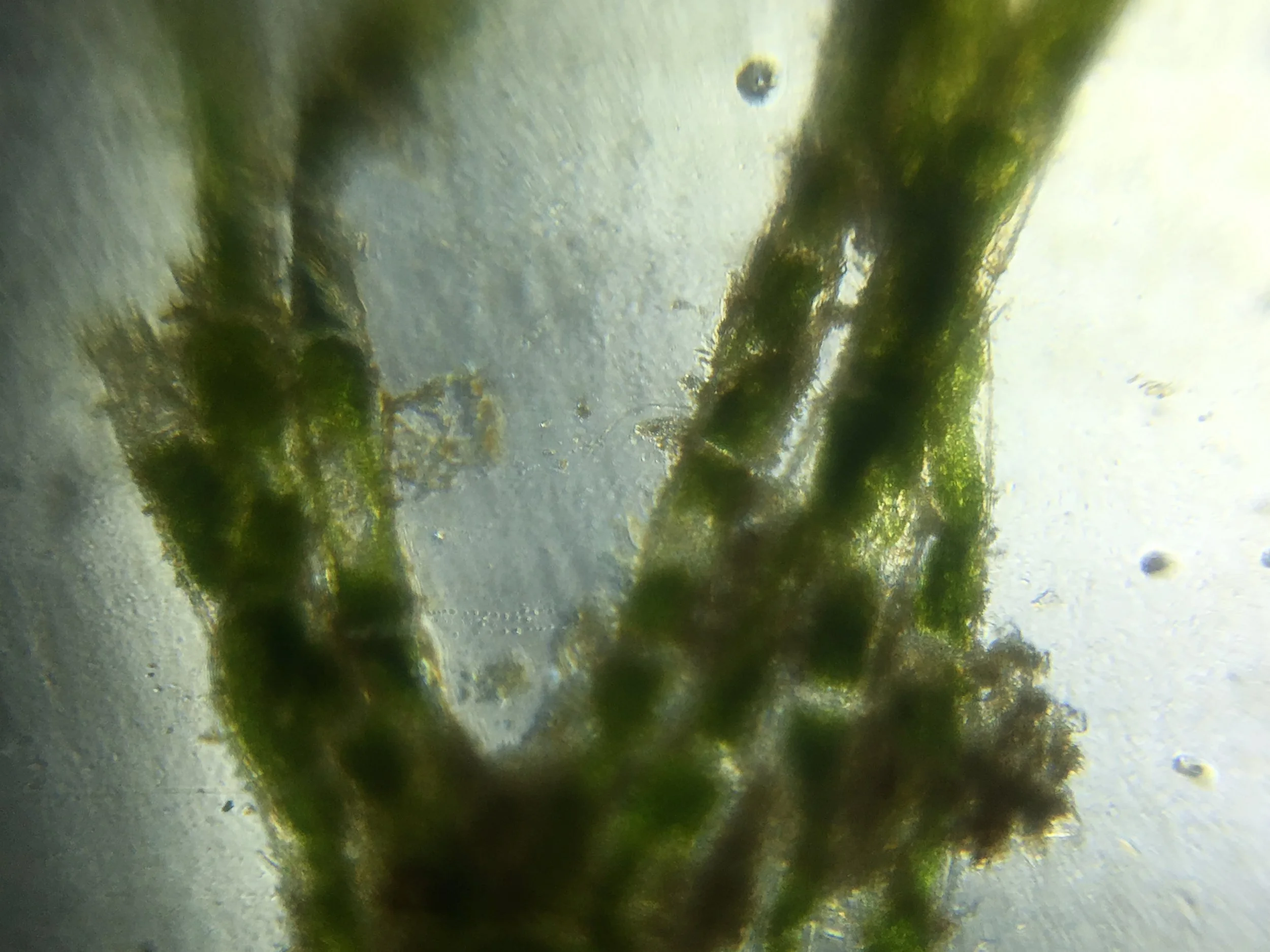 Alga and Diatom 6.jpg