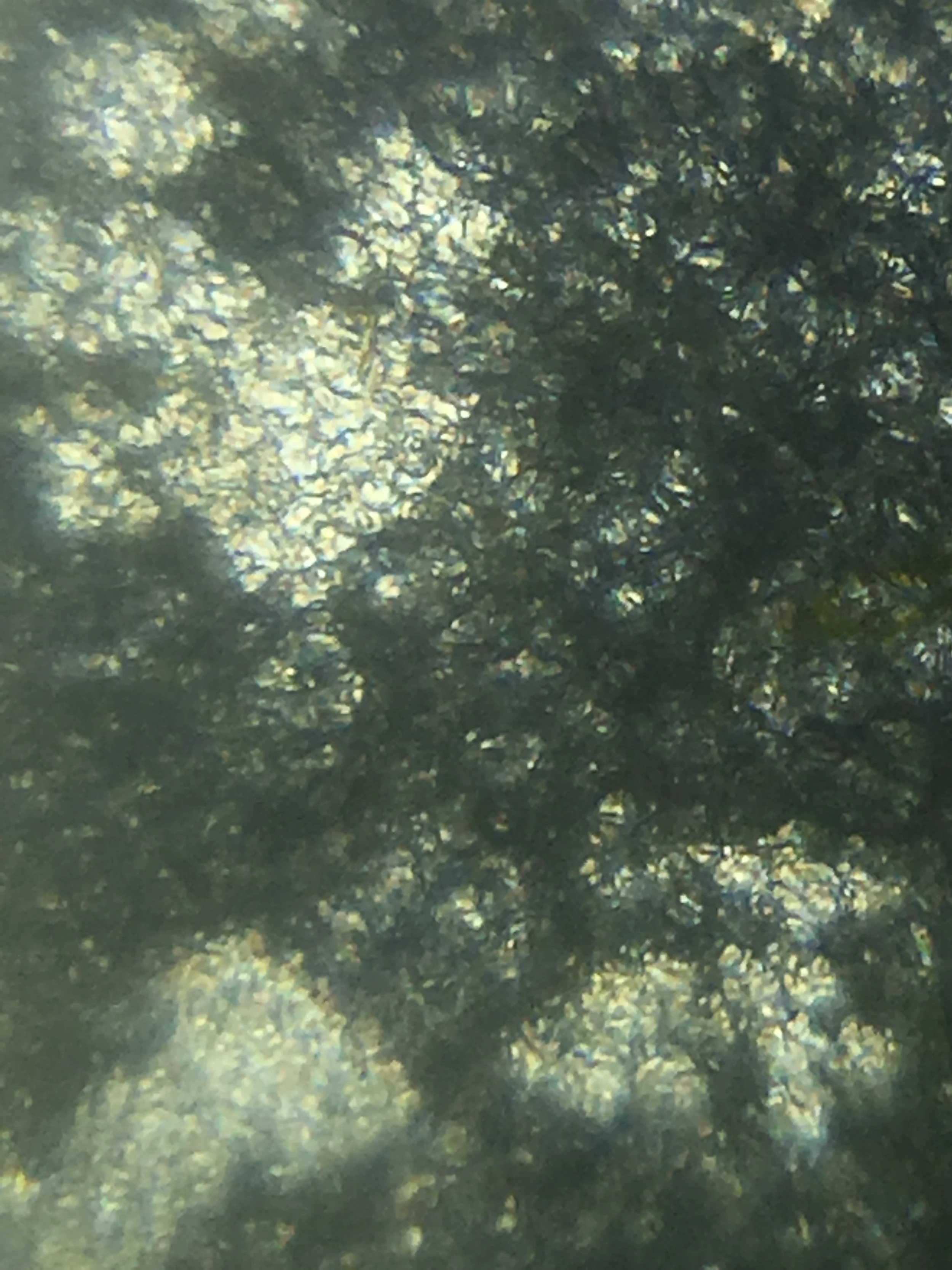 Alga Landscape2016-11-09 2.jpg