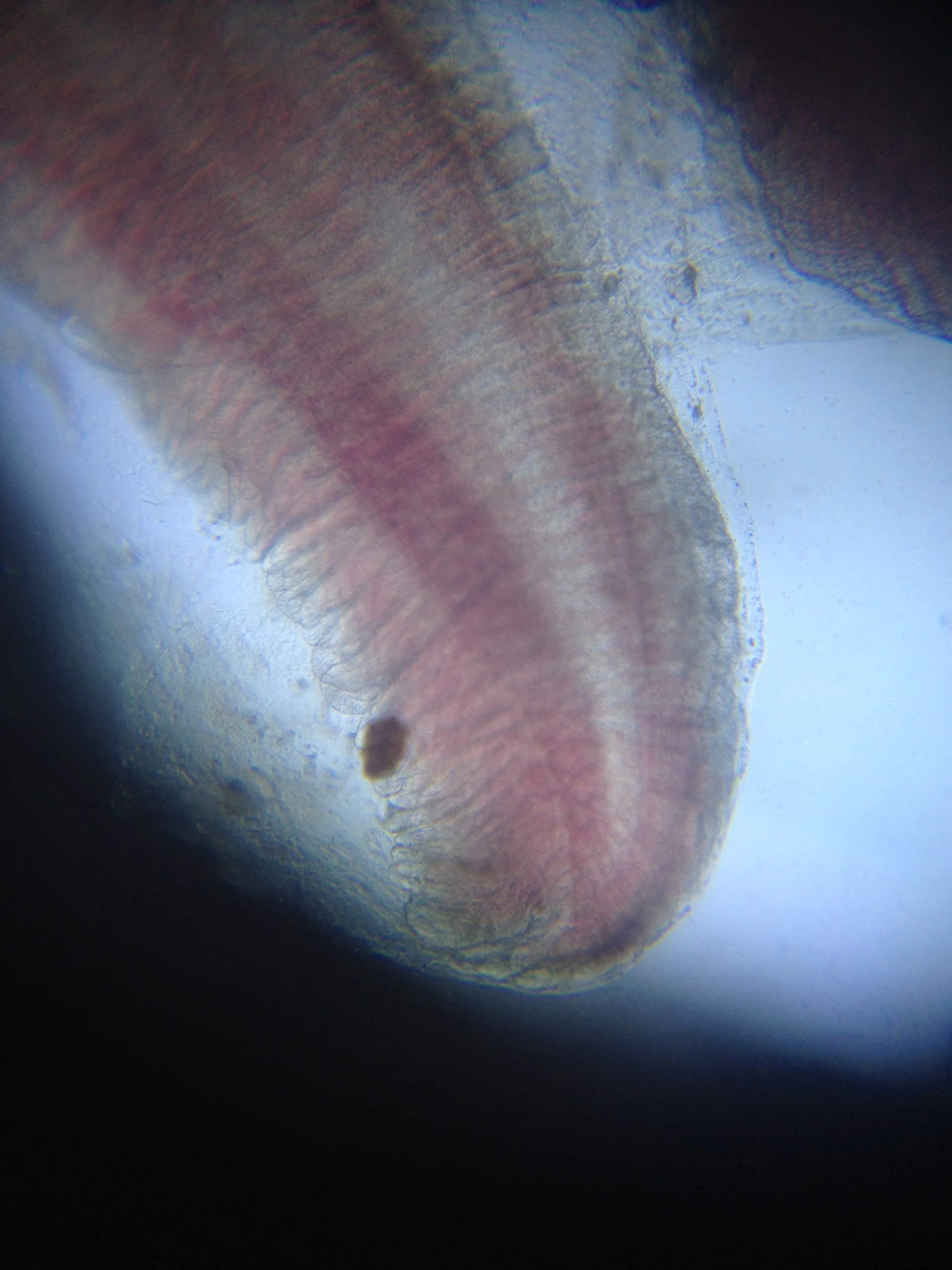 Gill Feather 3.jpg