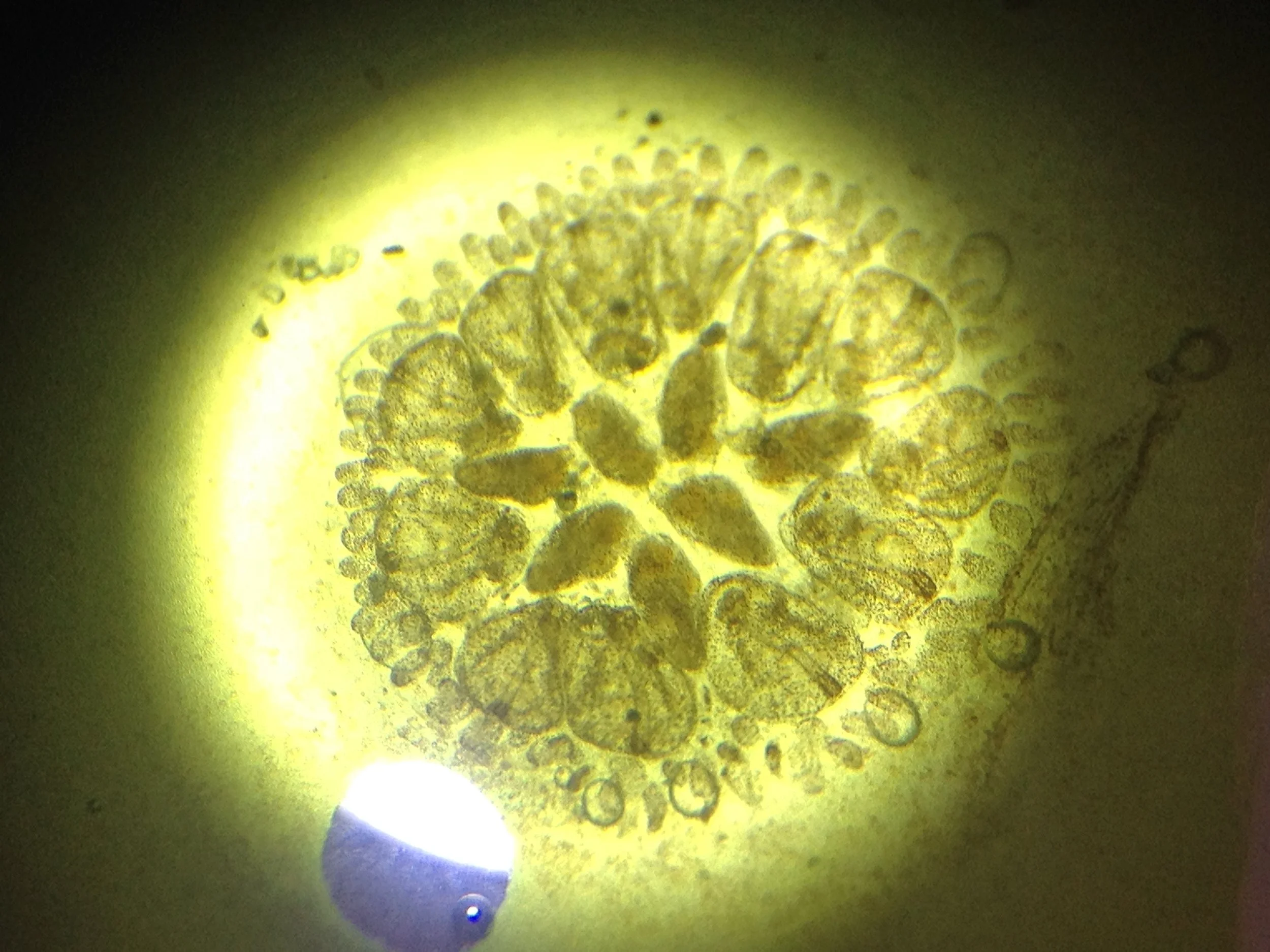 Anemone 2.jpg