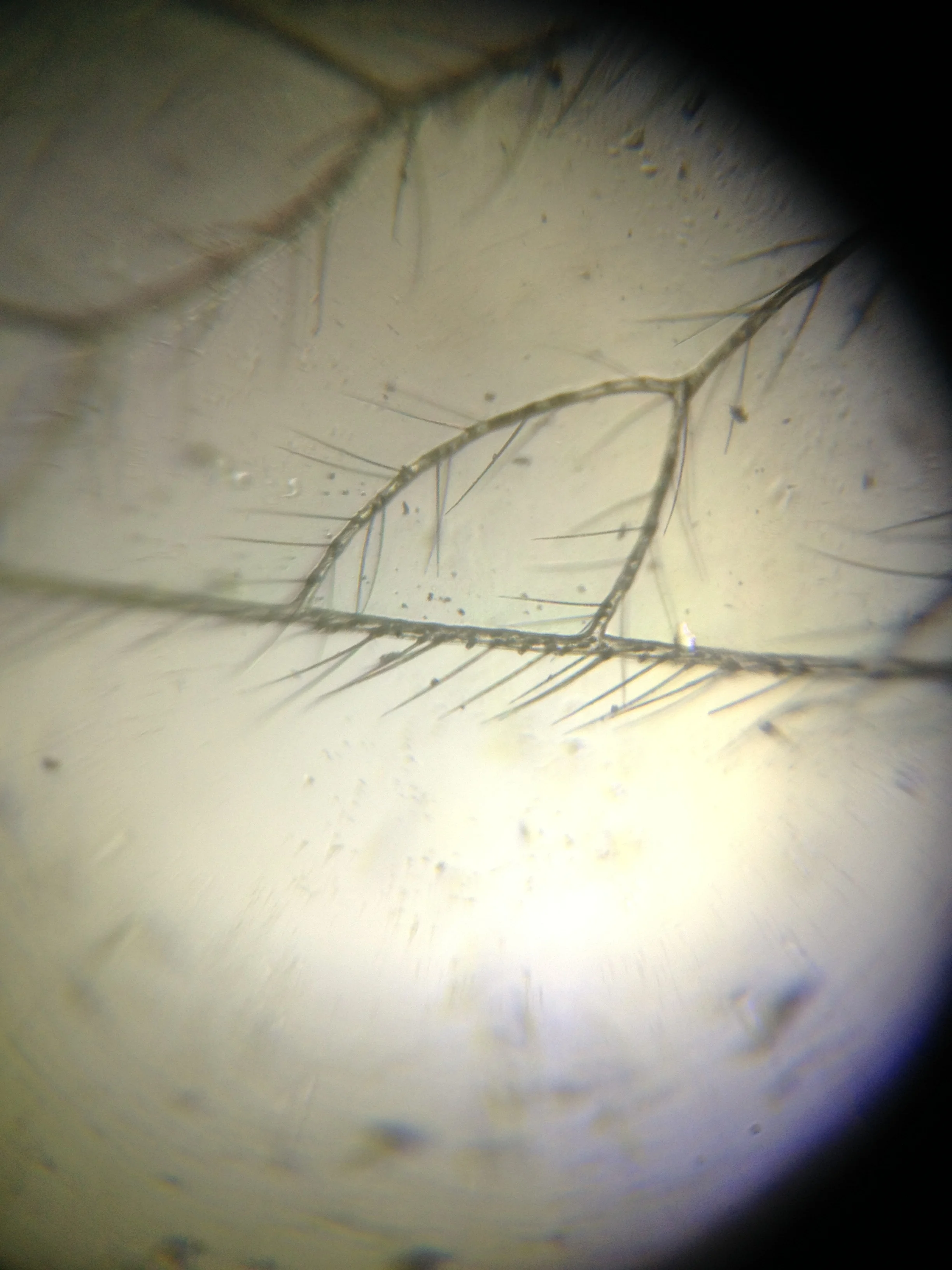 Fly Wing 2.jpg