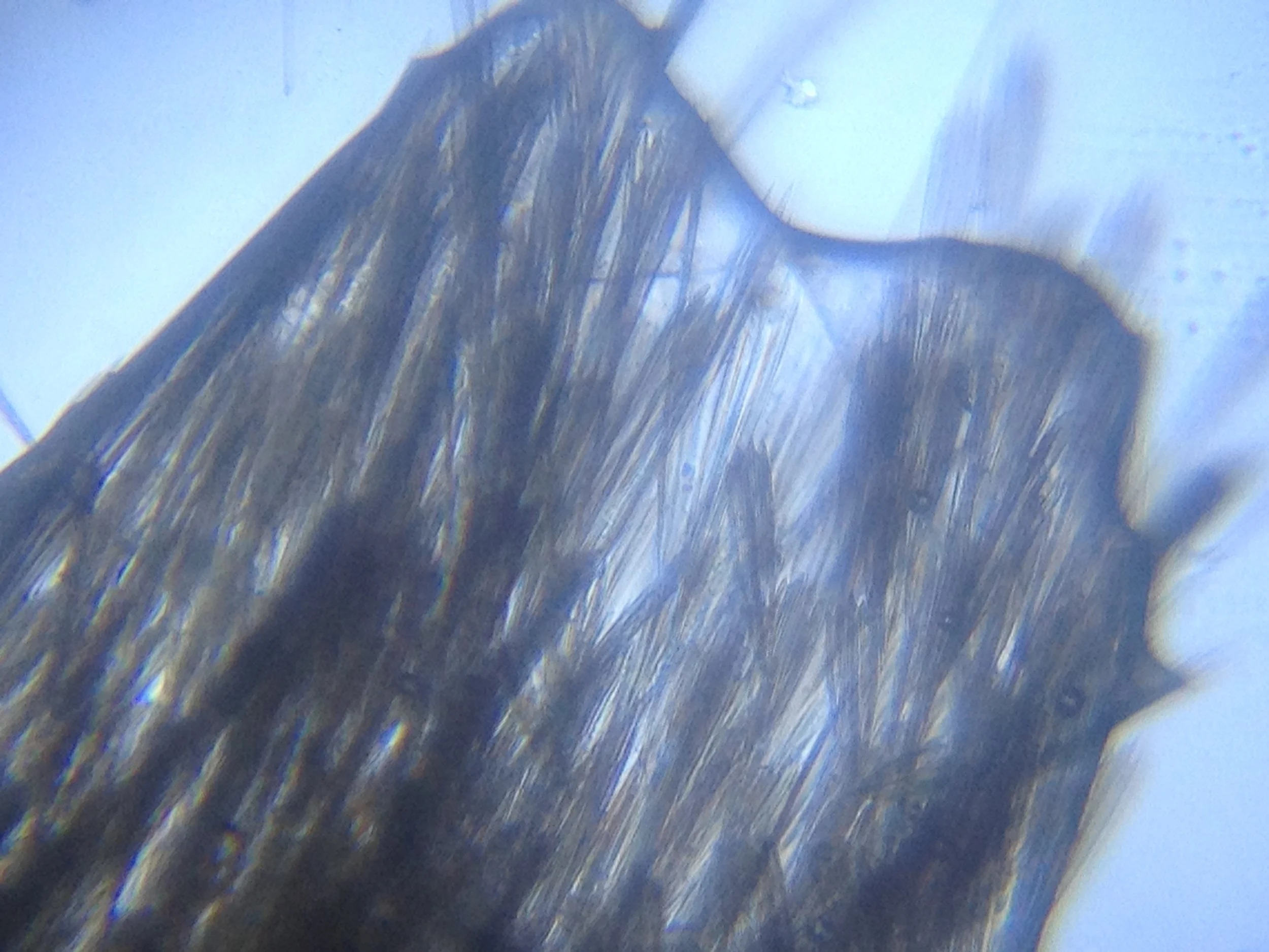 Moth Wing3.jpg