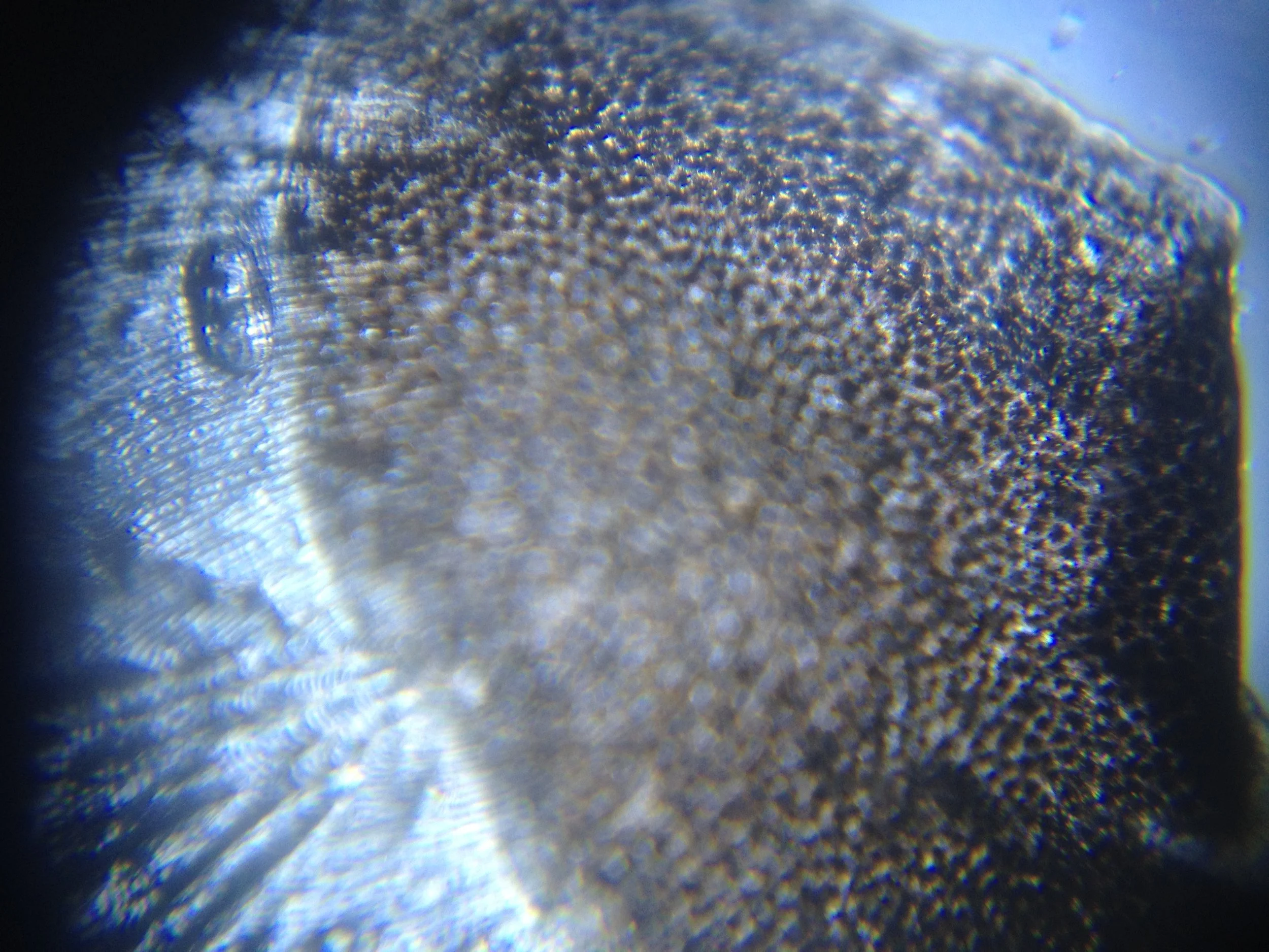 Flounder Scale.jpg