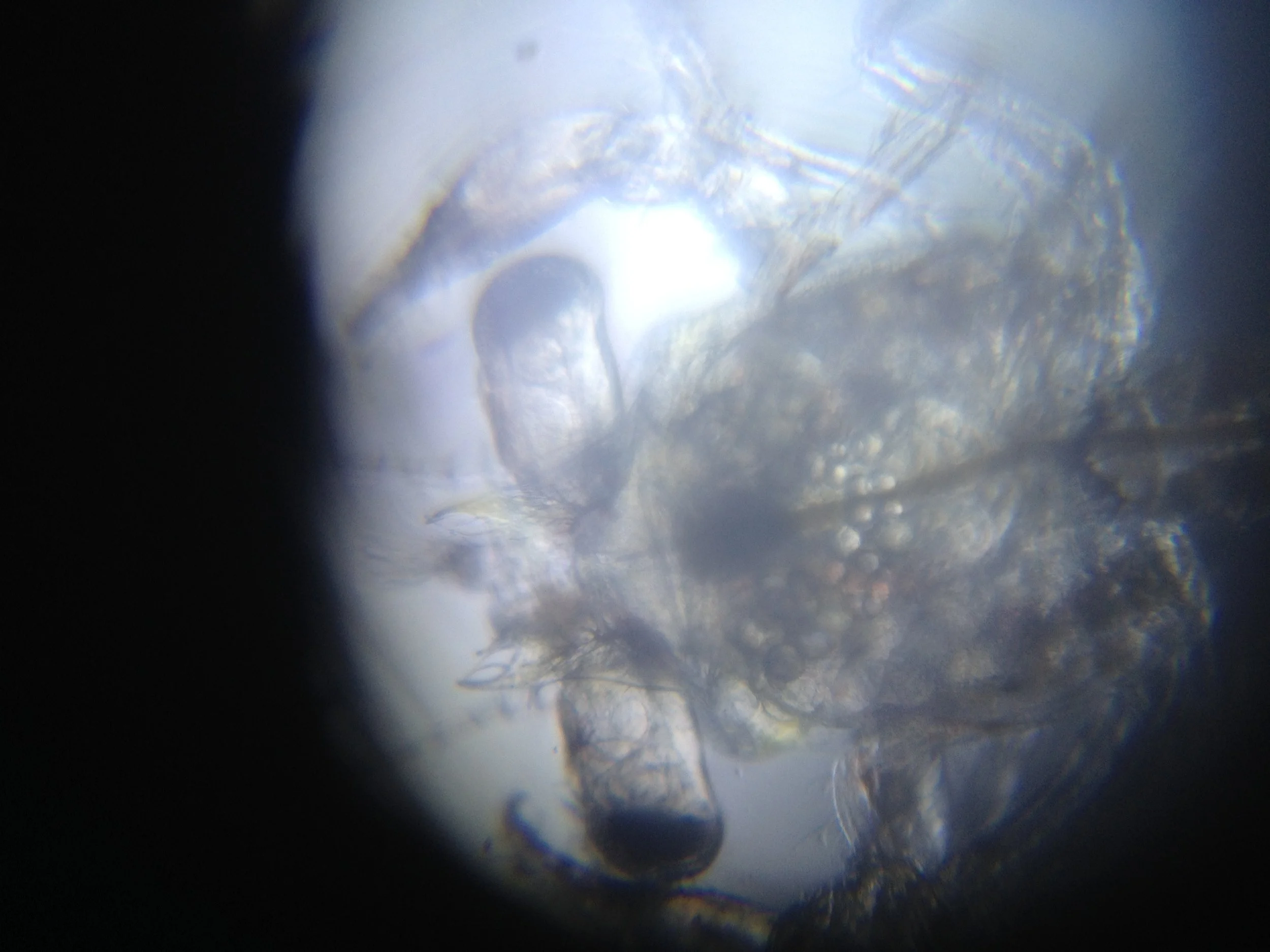 Crab Megalopa.jpg