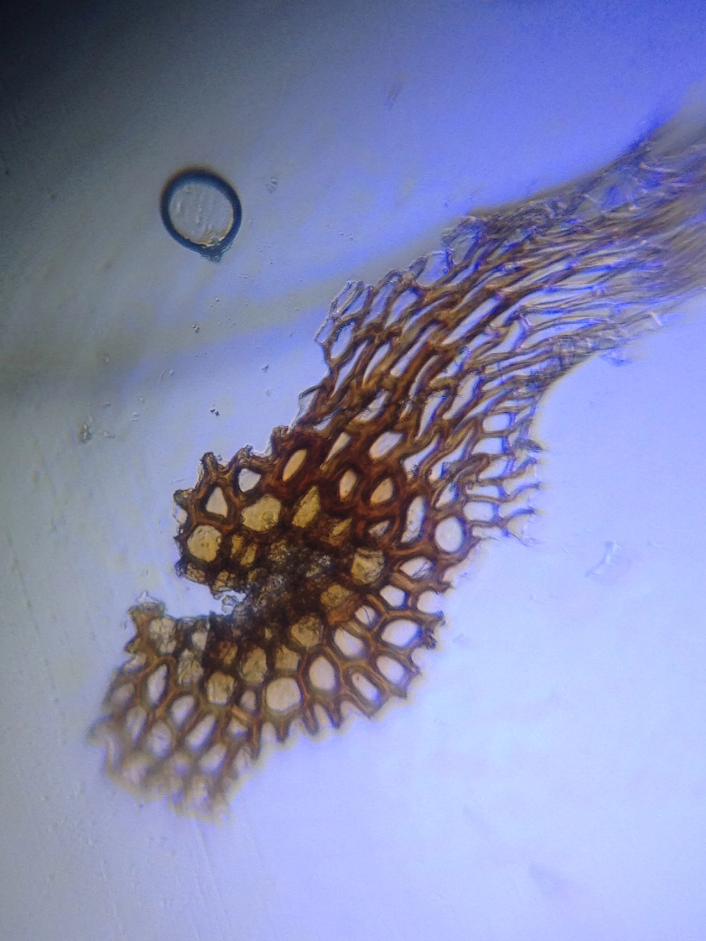 Plant Cells.jpg
