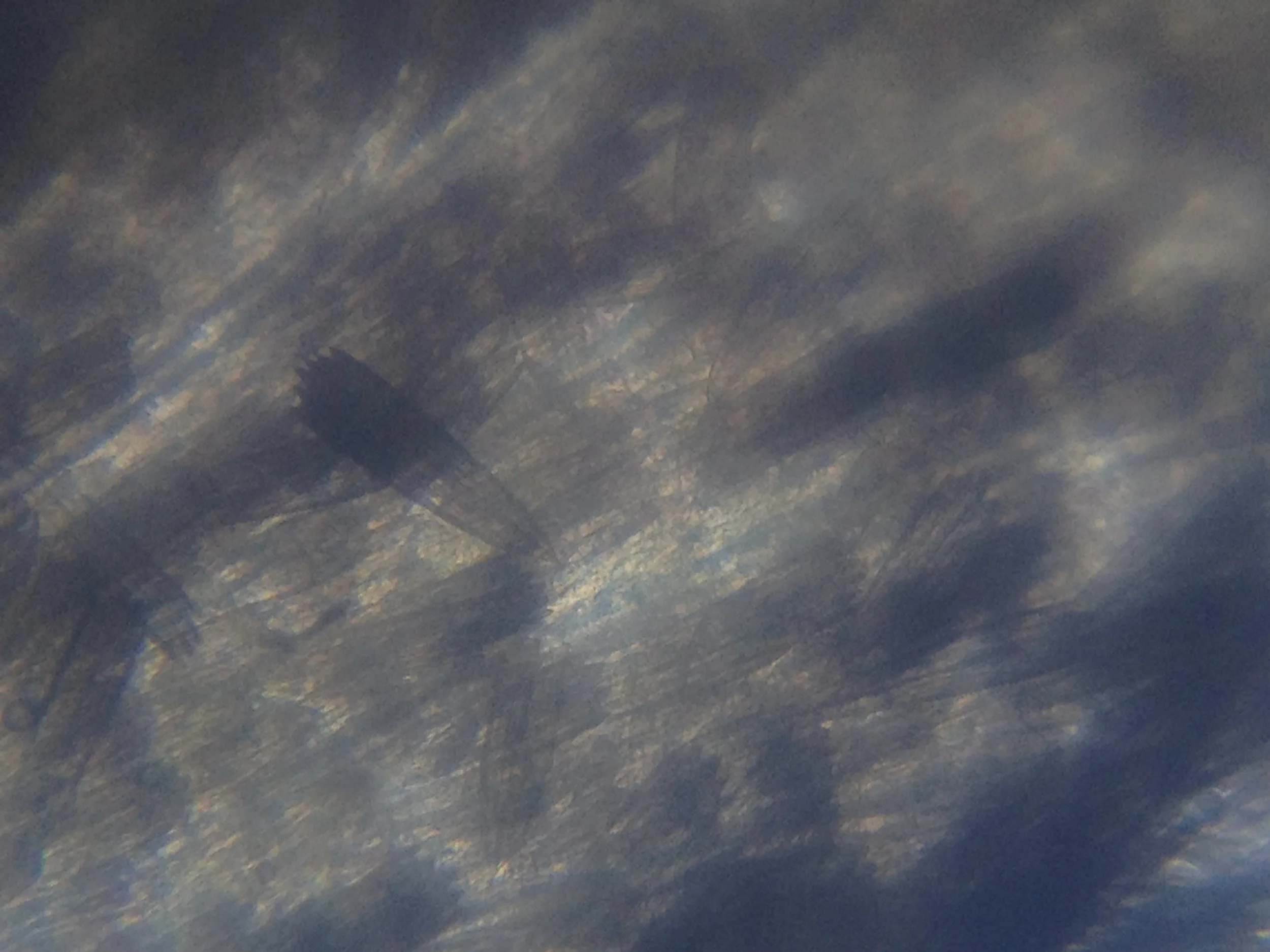 Moth Wing6.jpg