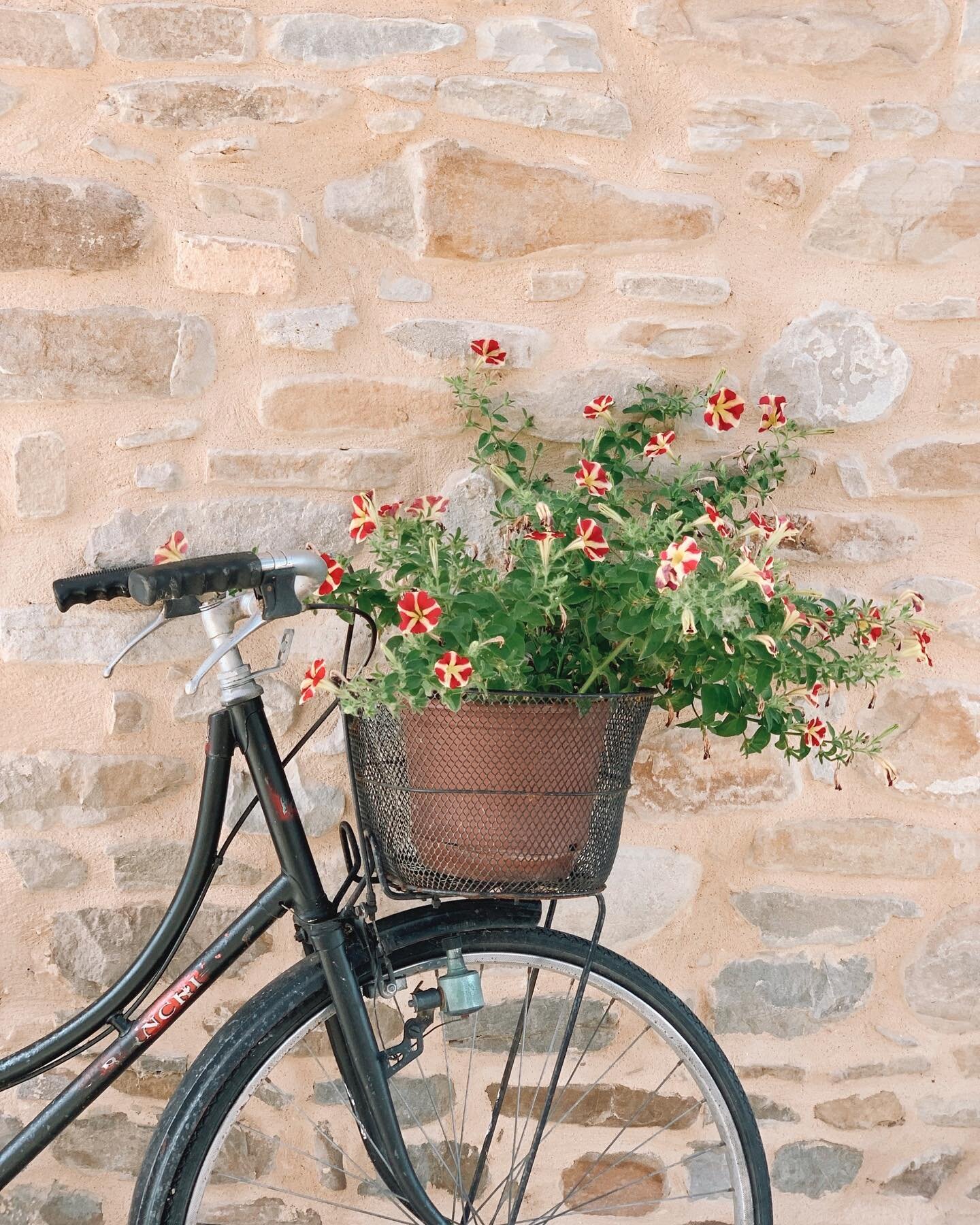 🌼 Flowers and creative pots from the farmhouse
👉🏻 Swipe till the end to enjoy the beauty of nature