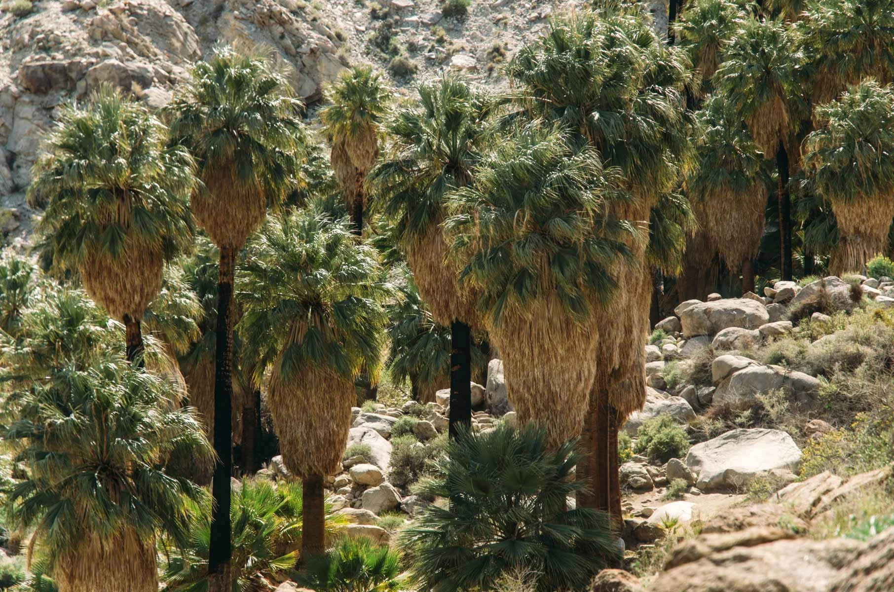 joshua-tree-65.jpg