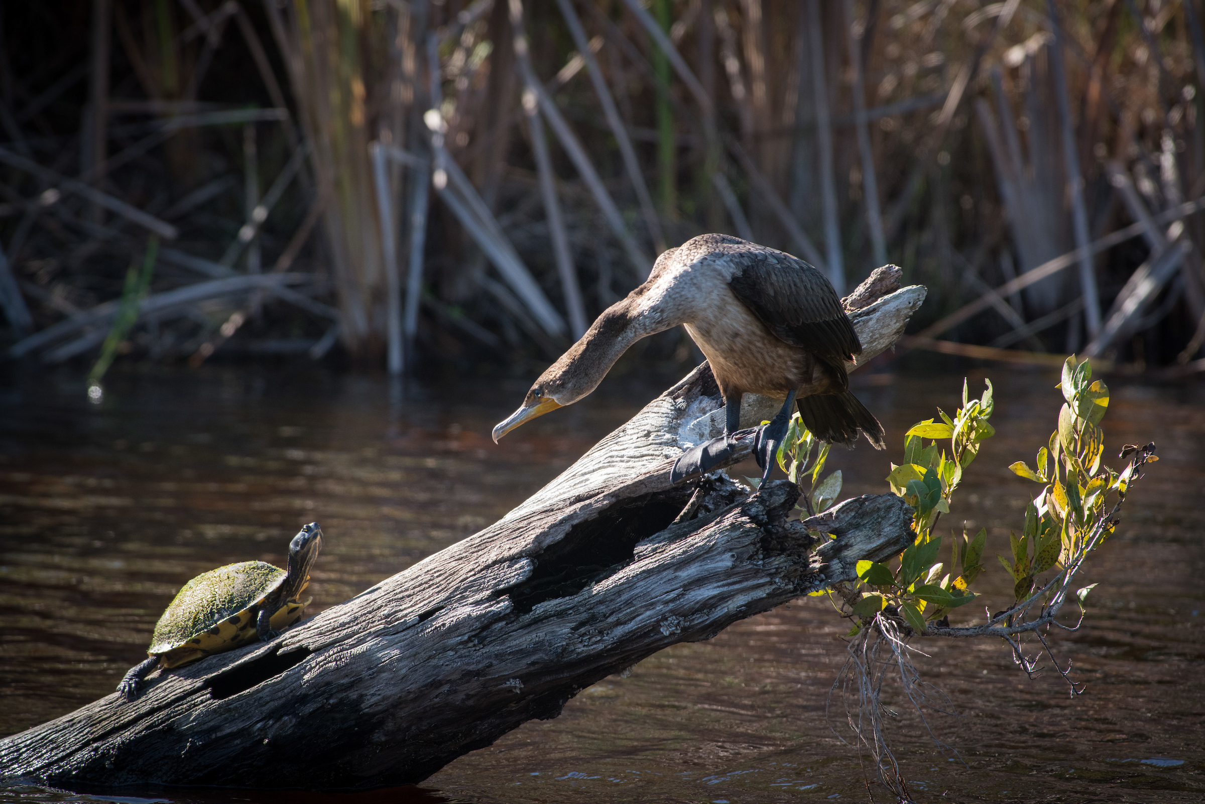 150206_Sanibel-008-2.jpg