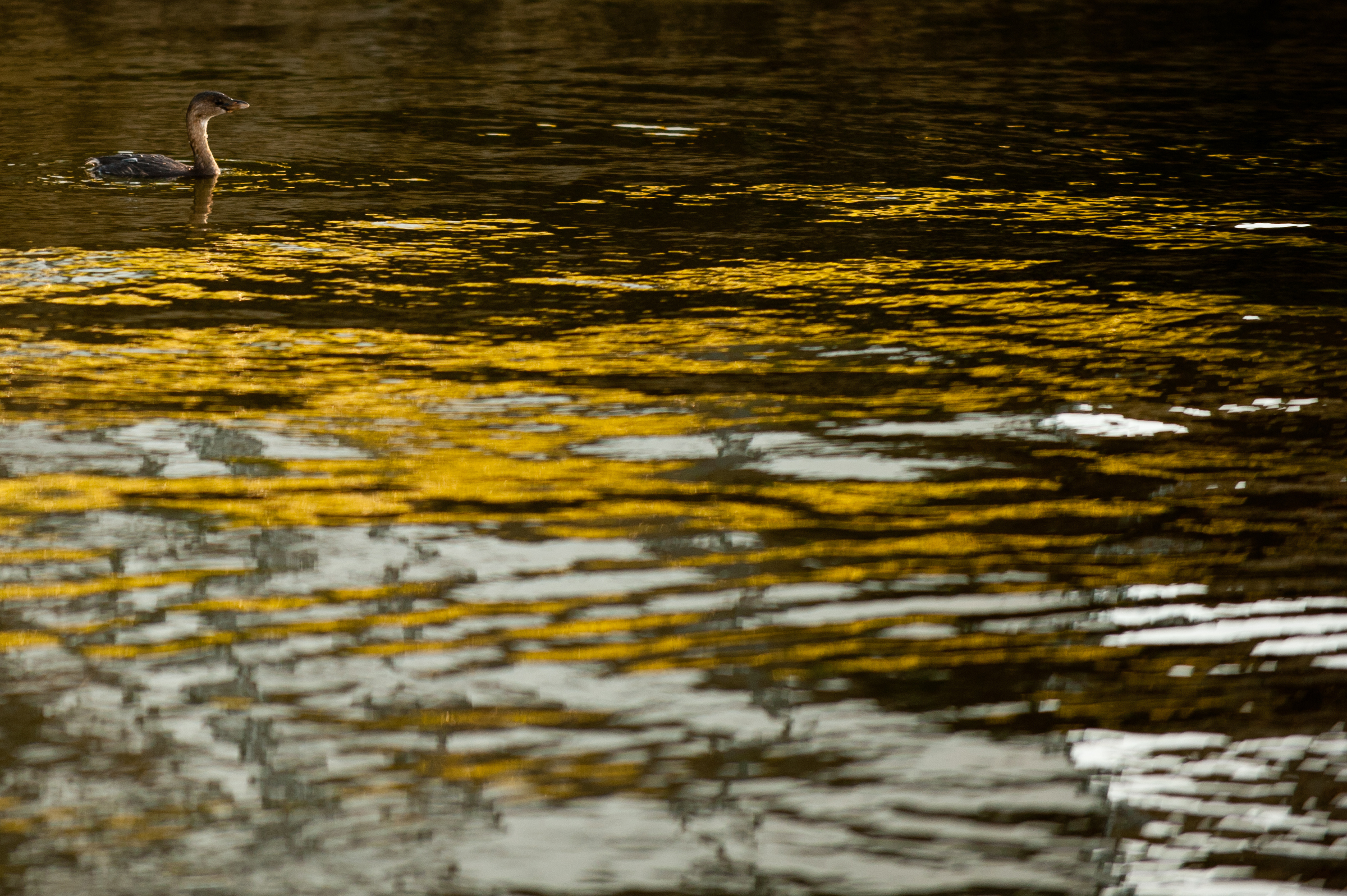 20110201-untitled-_SRL7377.jpg
