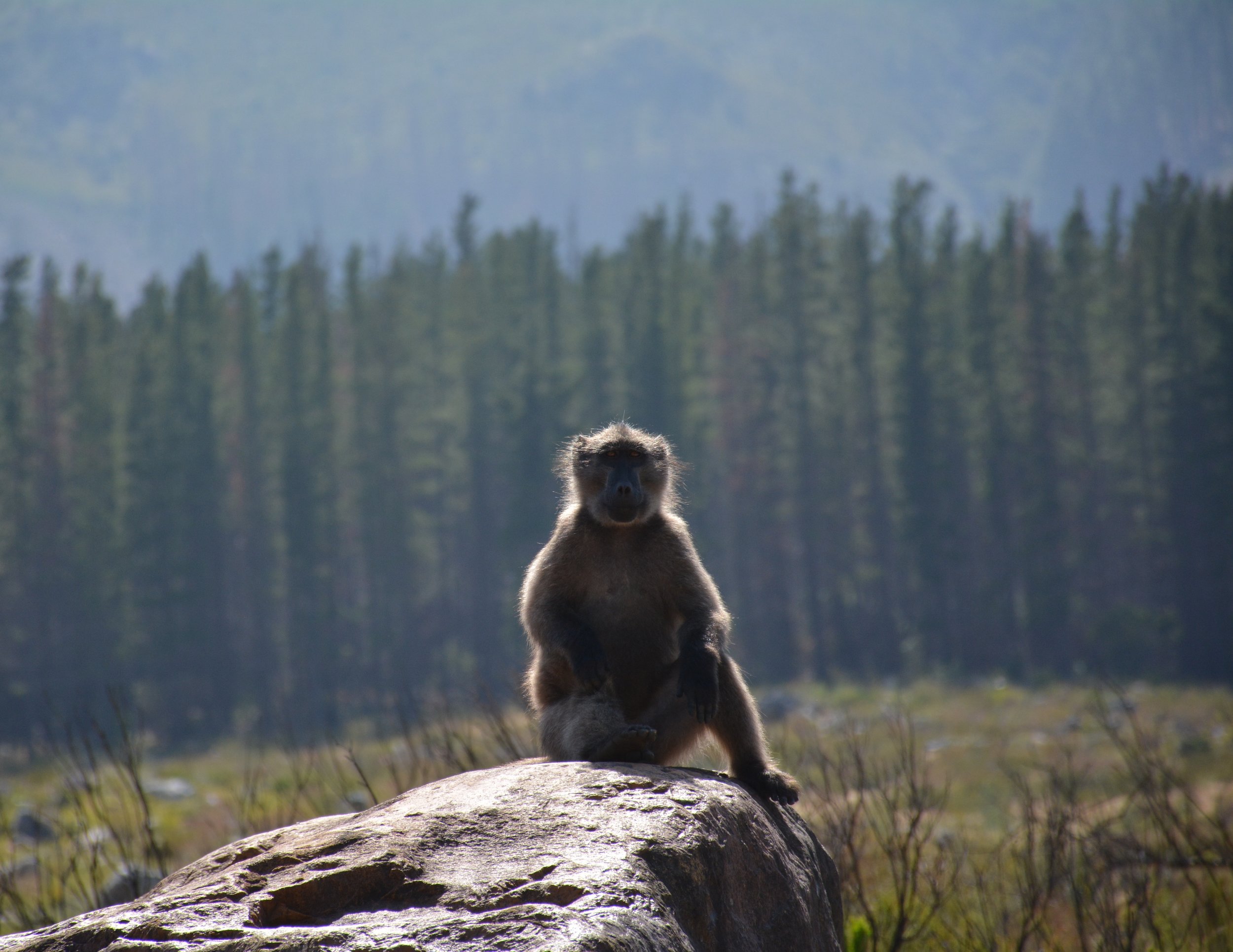 DSC_1100.jpg
