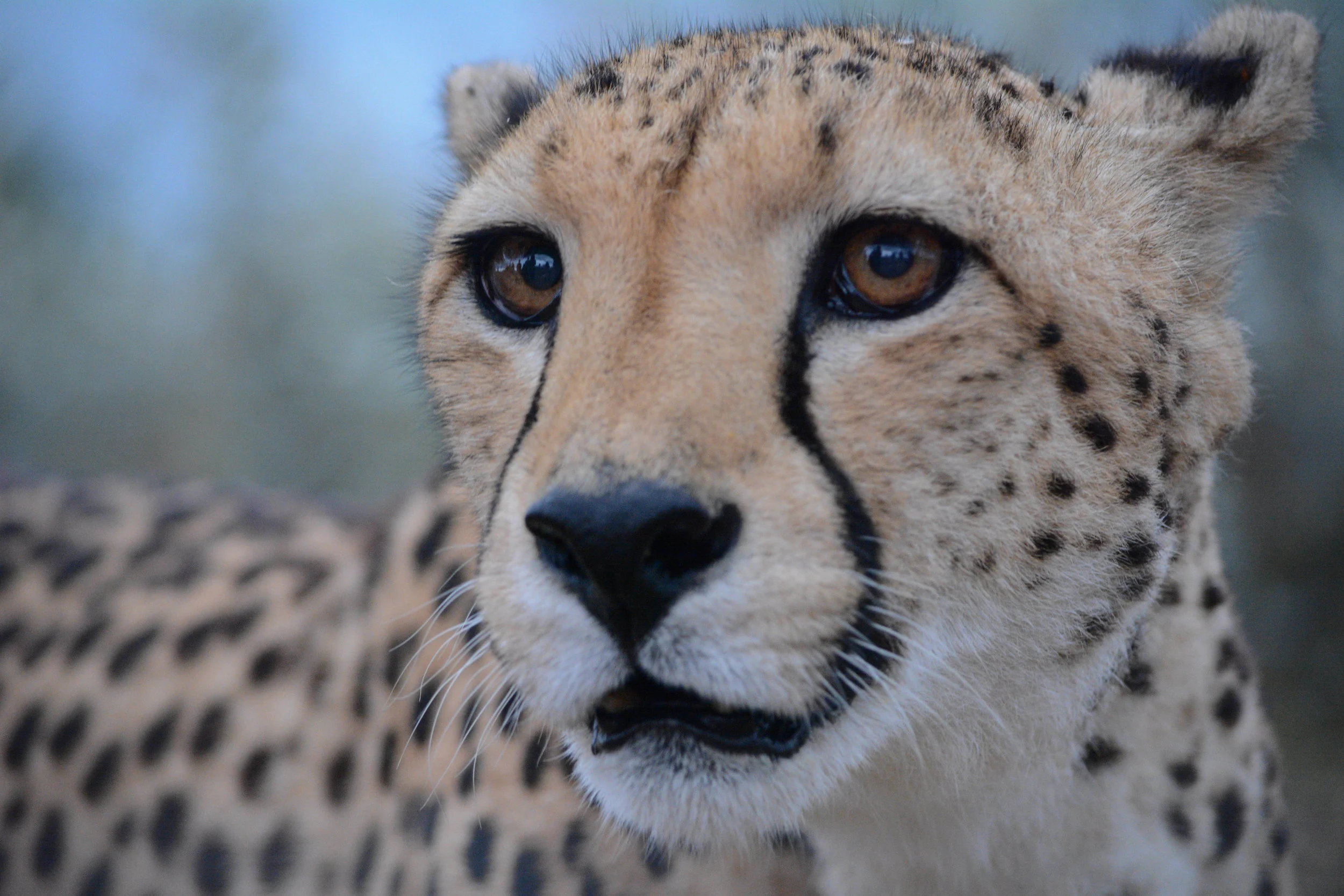 Cheetah.jpg