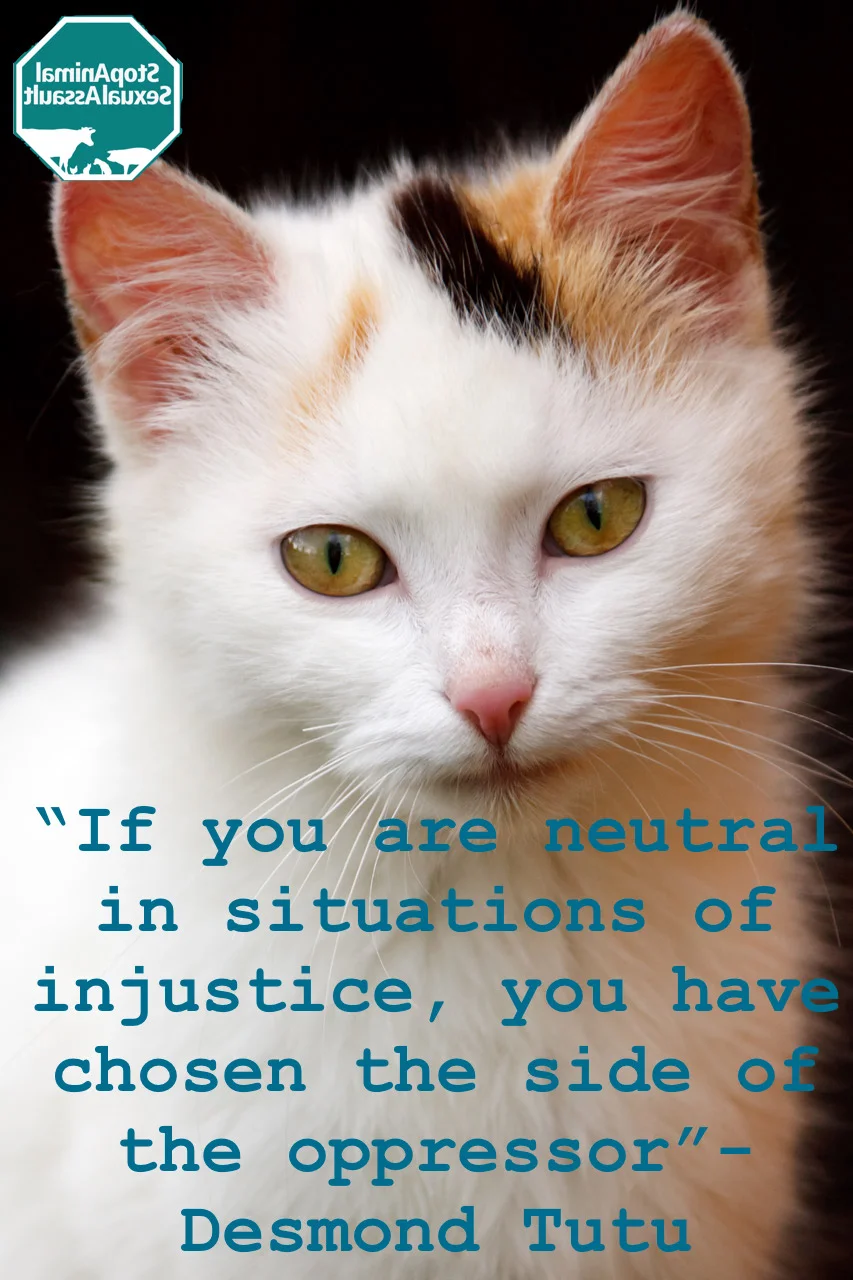 Cat- sides of injustice.jpg