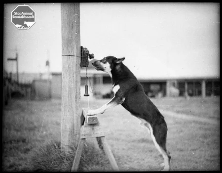 police dog.jpg