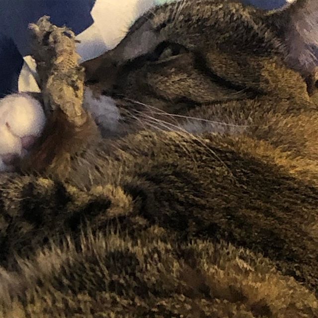 Happy Monday we hope you had a relaxing Sunday sleeping in and hanging out with your humans and favorite toys