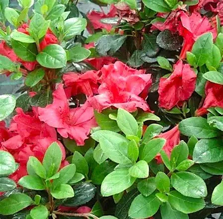 Johanna Azalea (Rhododendron ‘Johanna’)