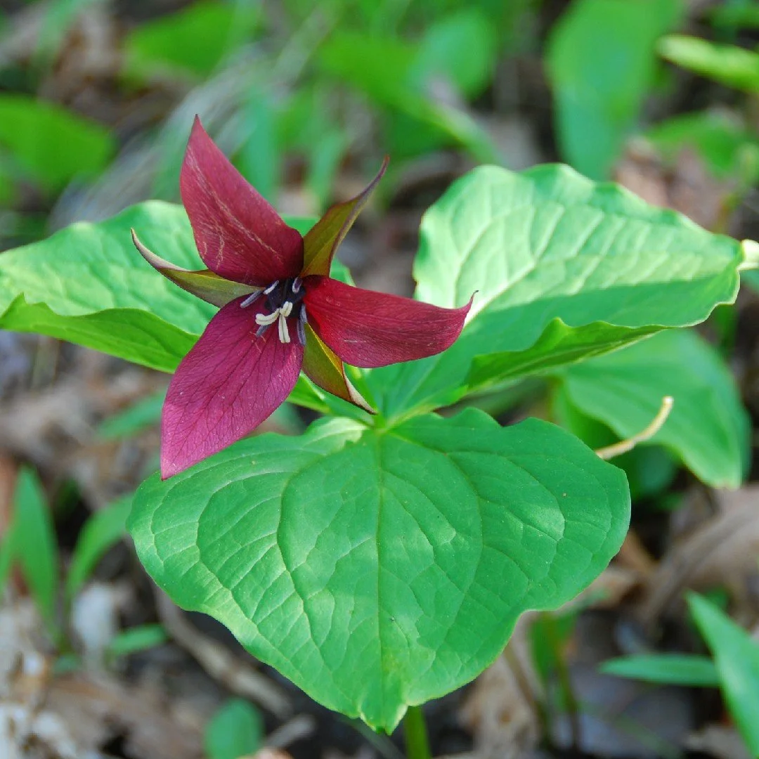 Red Trillium (Trillium erectum)
