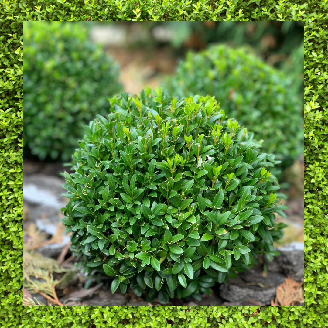 The Timeless Appeal of Boxwoods in the Gardens of 19 Birch Lane