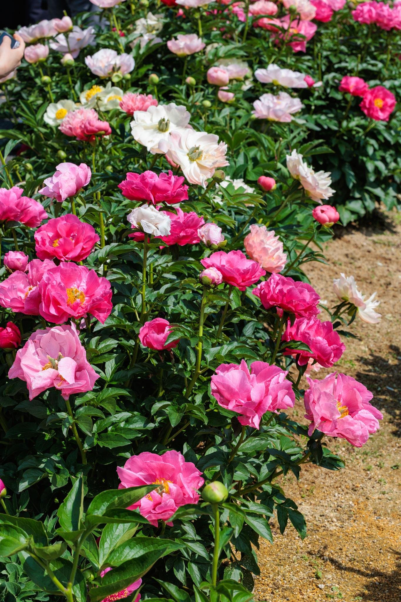 Peonies in the Garden: How to Grow, Divide, and Design with These Timeless Blooms