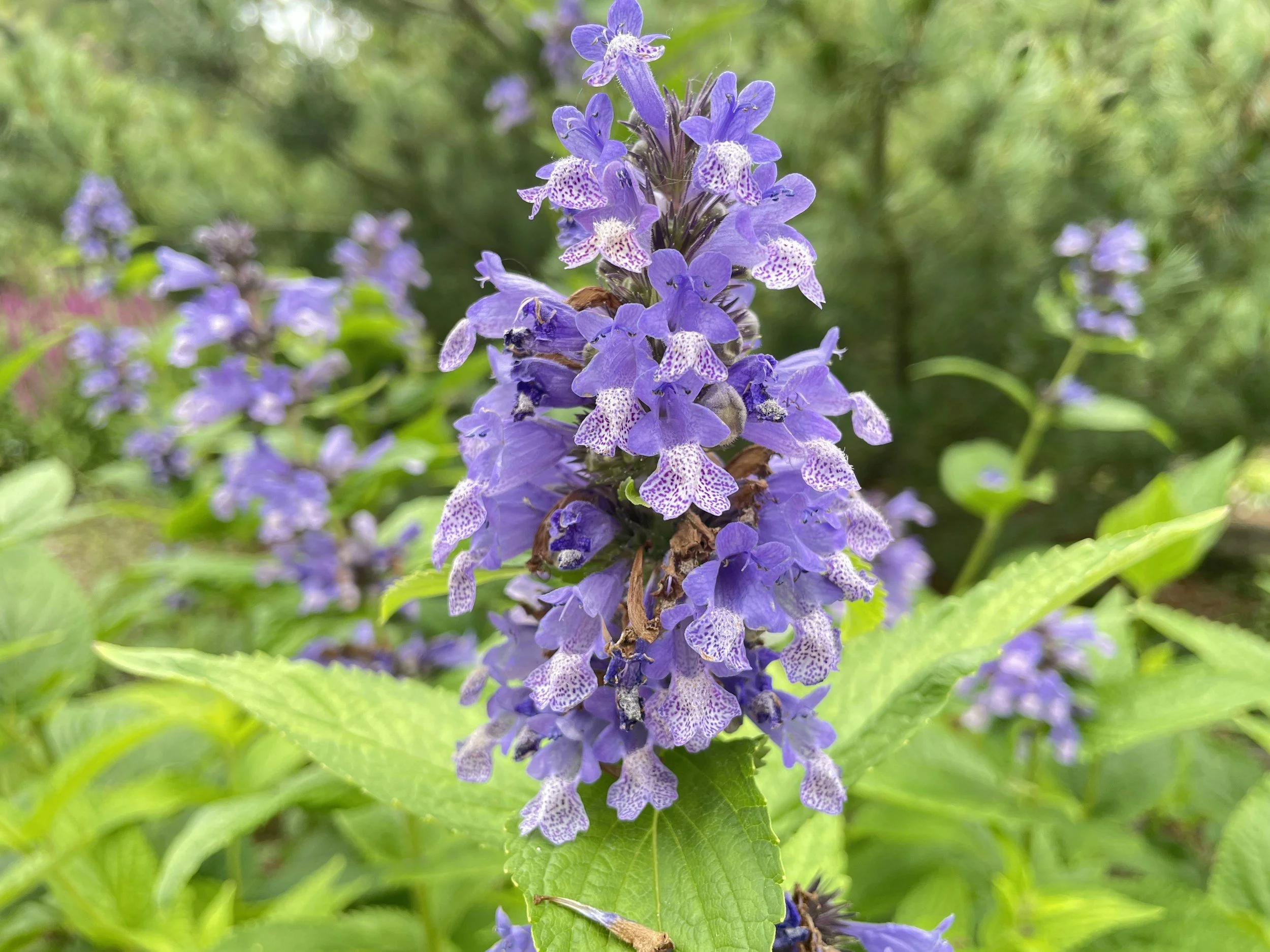 Catmint (Nepeta racemosa)