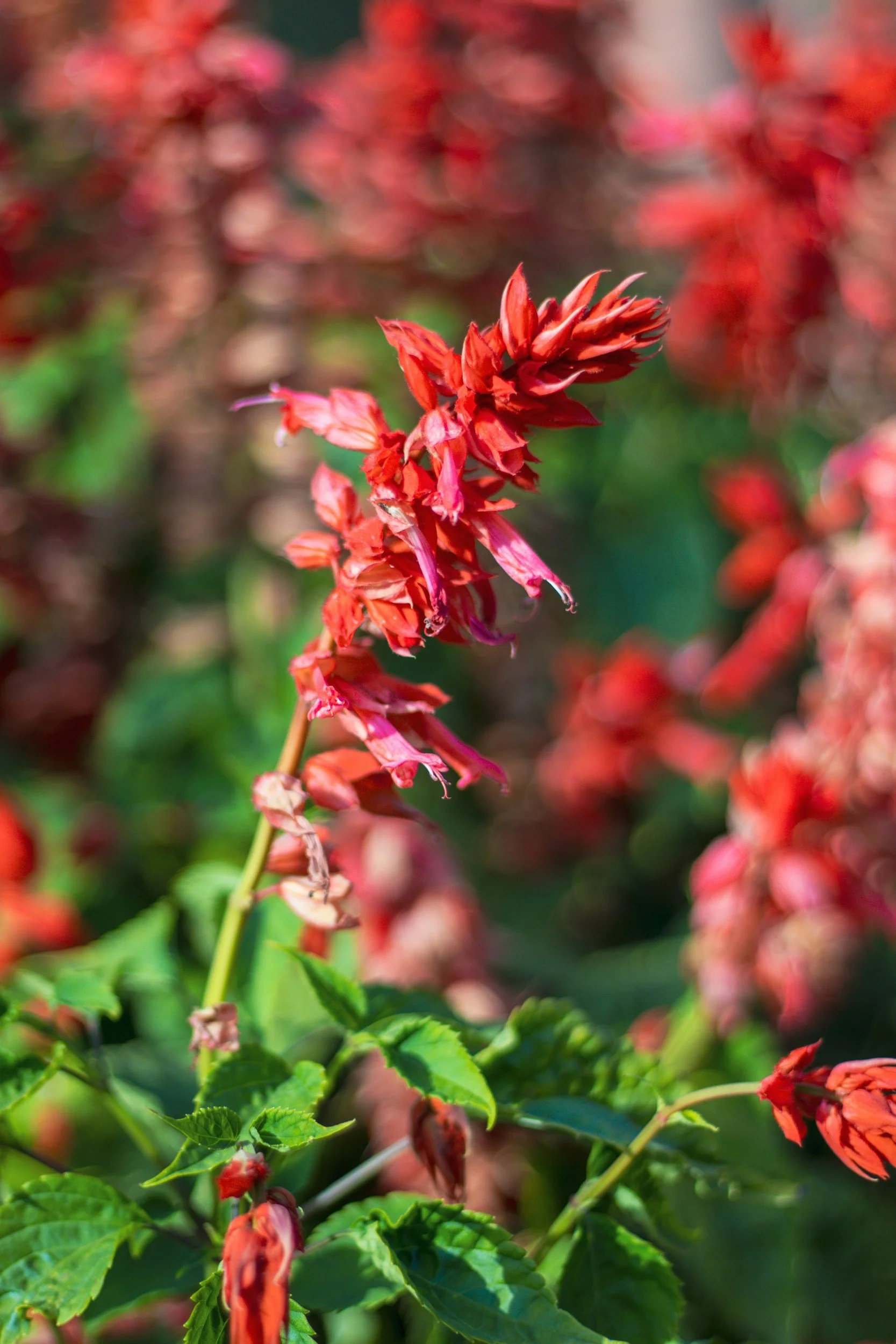 Dwarf Hybrid Hyssop (Agastache ‘Kudos Red’- Hummingbird mint)