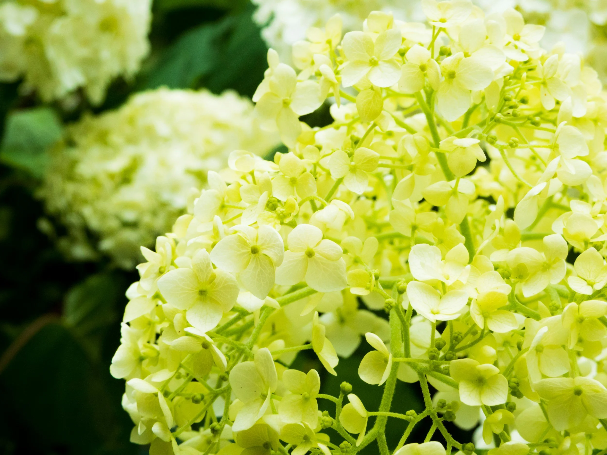 Limelight Hydrangea (Hydrangea paniculata ‘Limelight’)