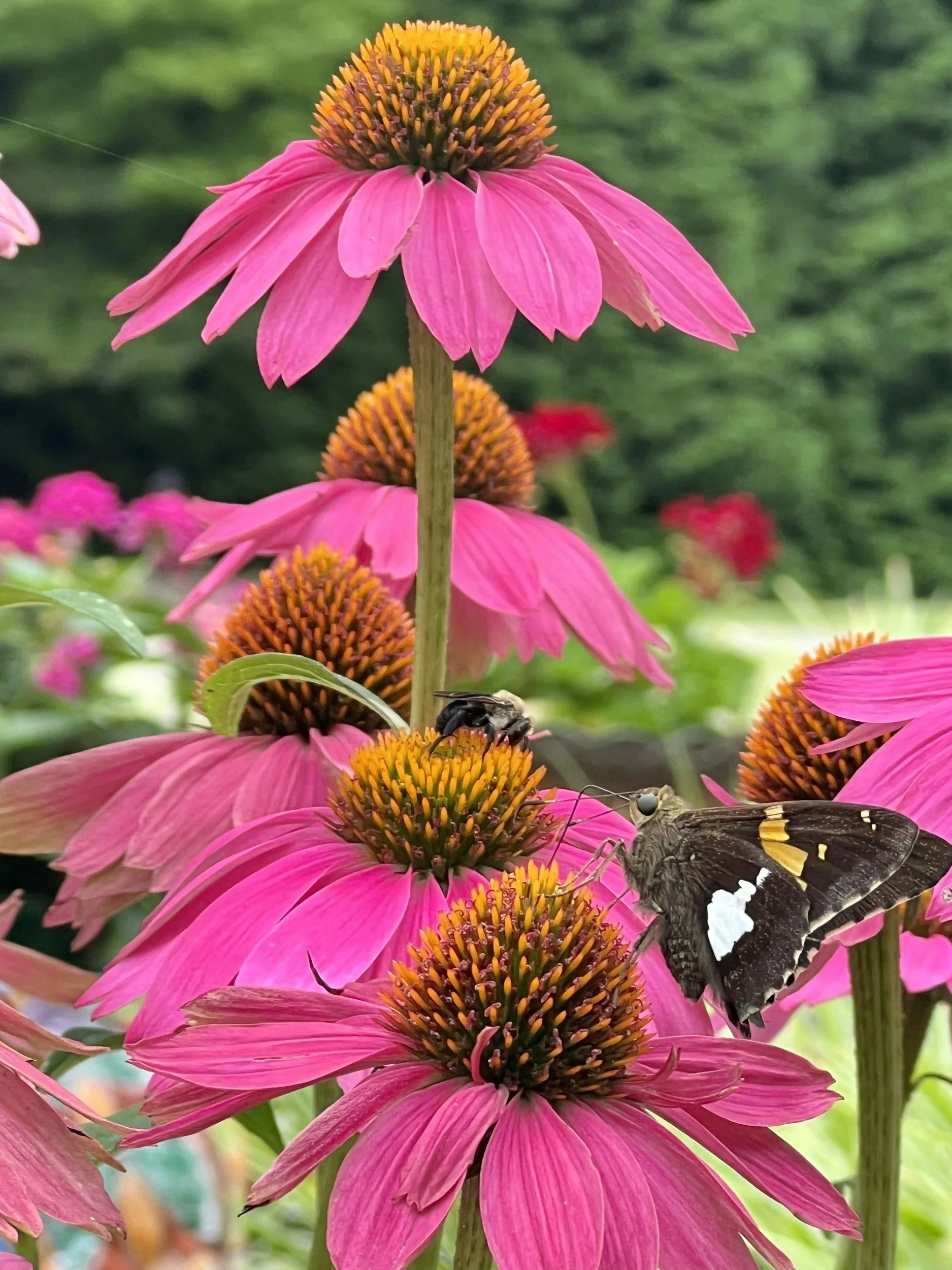 Coneflower ‘Crazy Pink’ (Echinacea ‘Adam Saul’)