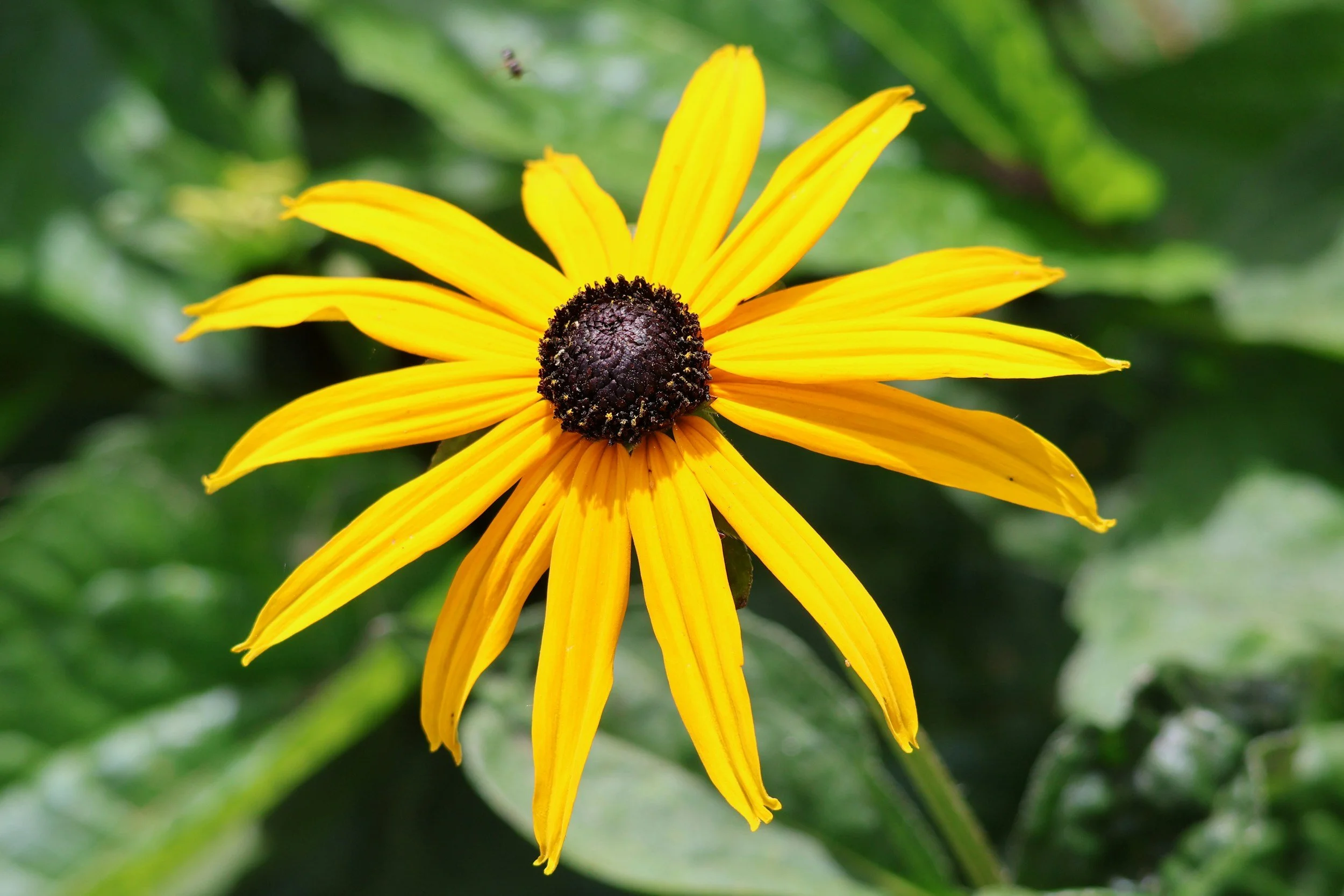 Black-Eyed Susan (Rudbeckia fulgida)