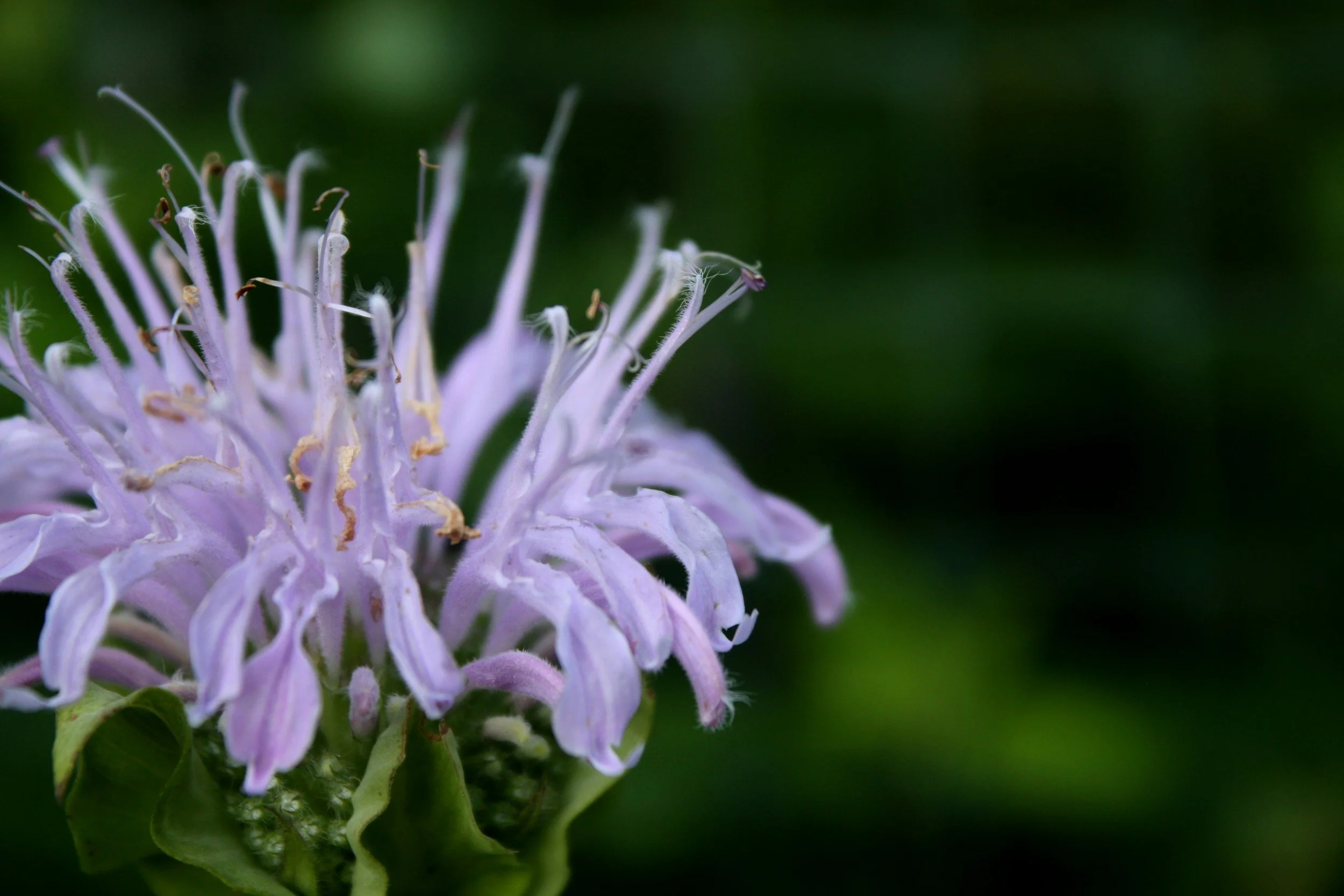 Wild Bergamot (Monarda fistulosa)