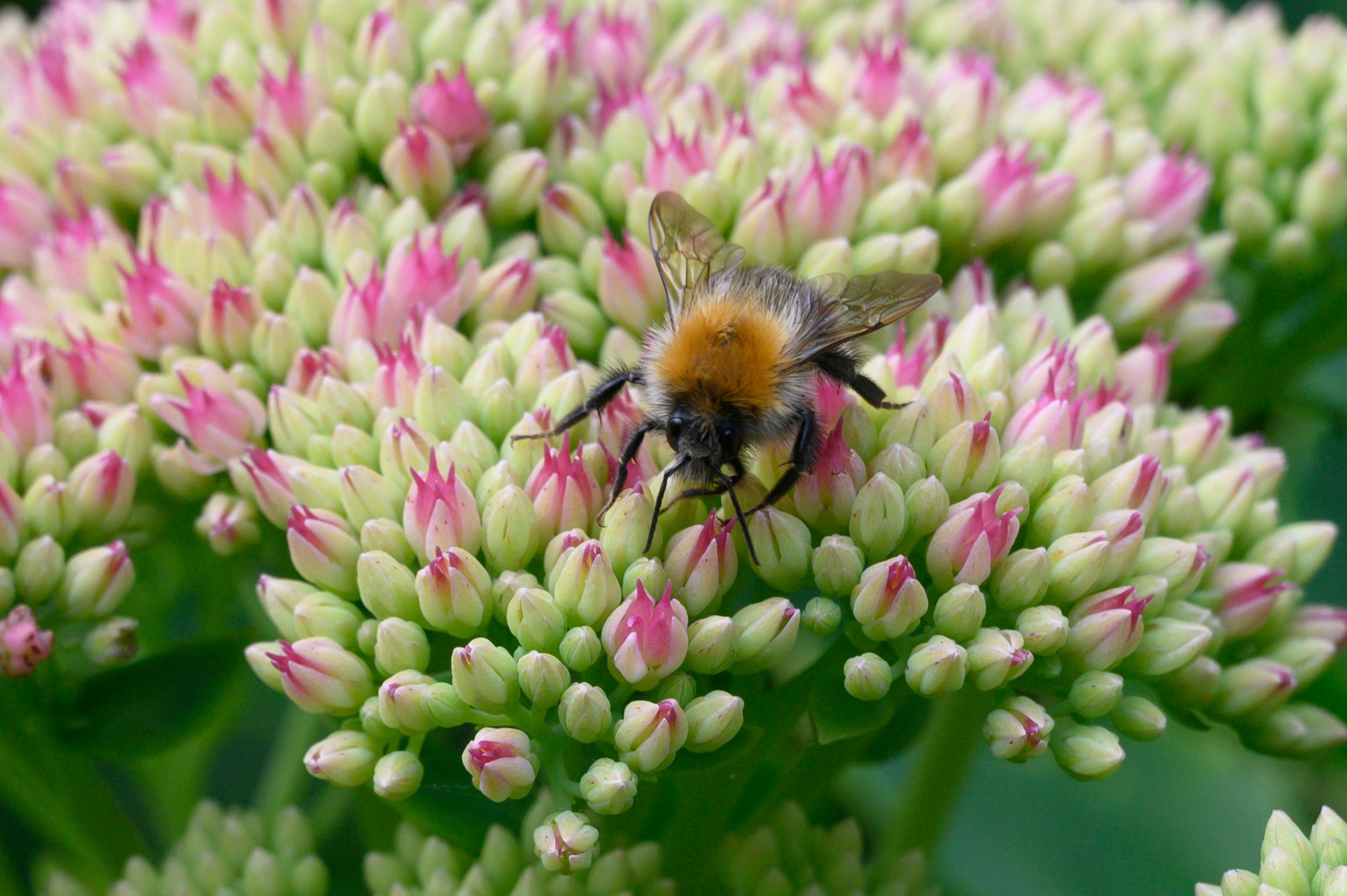 Stonecrop ‘Autumn Joy’ (Hylotelephium ‘Herbstfreude’)