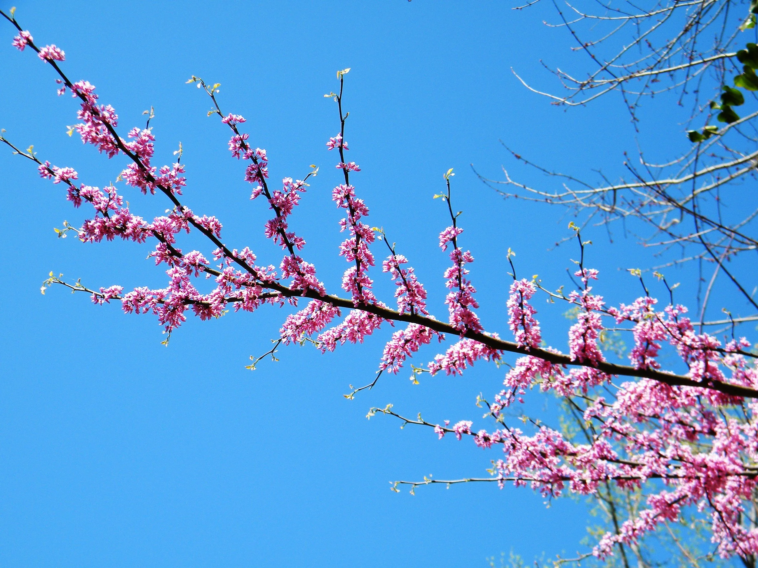 Eastern Redbud (Cercis canadensis)