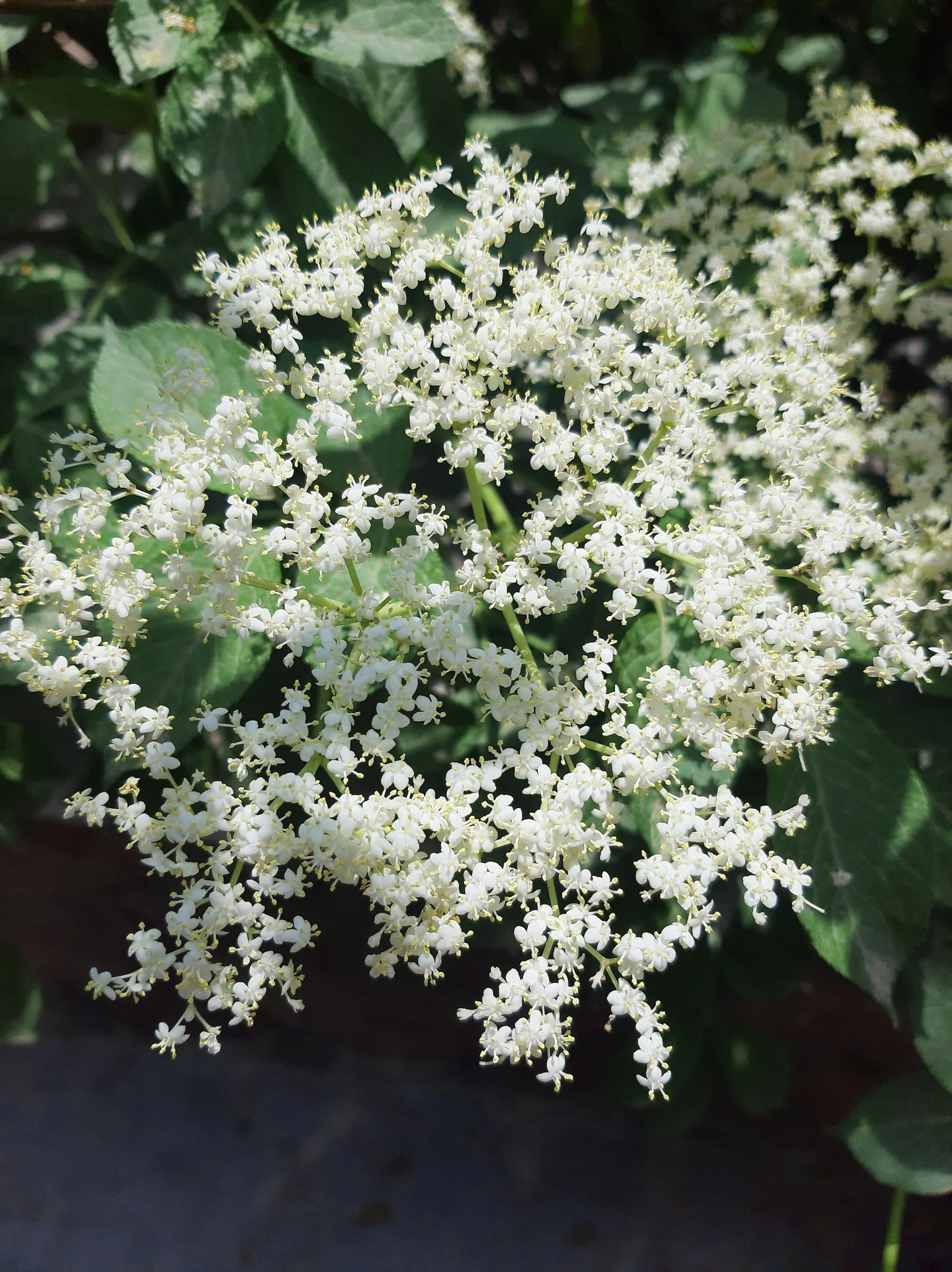 Lemony Lace® Elderberry (Sambucus racemosa ‘Smnsrd4’)