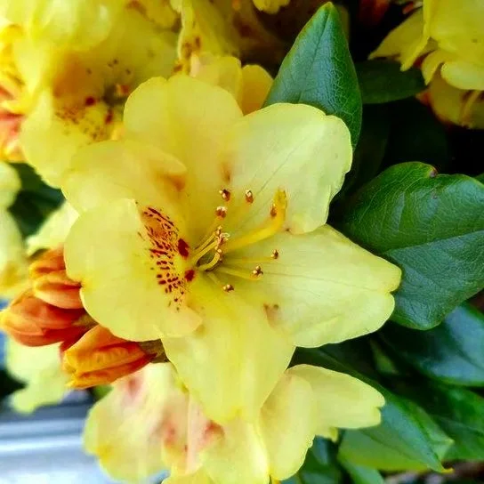 Miyama™ Gold Prinz Rhododendron (Rhododendron yakushimanum ‘Goldschatz’)