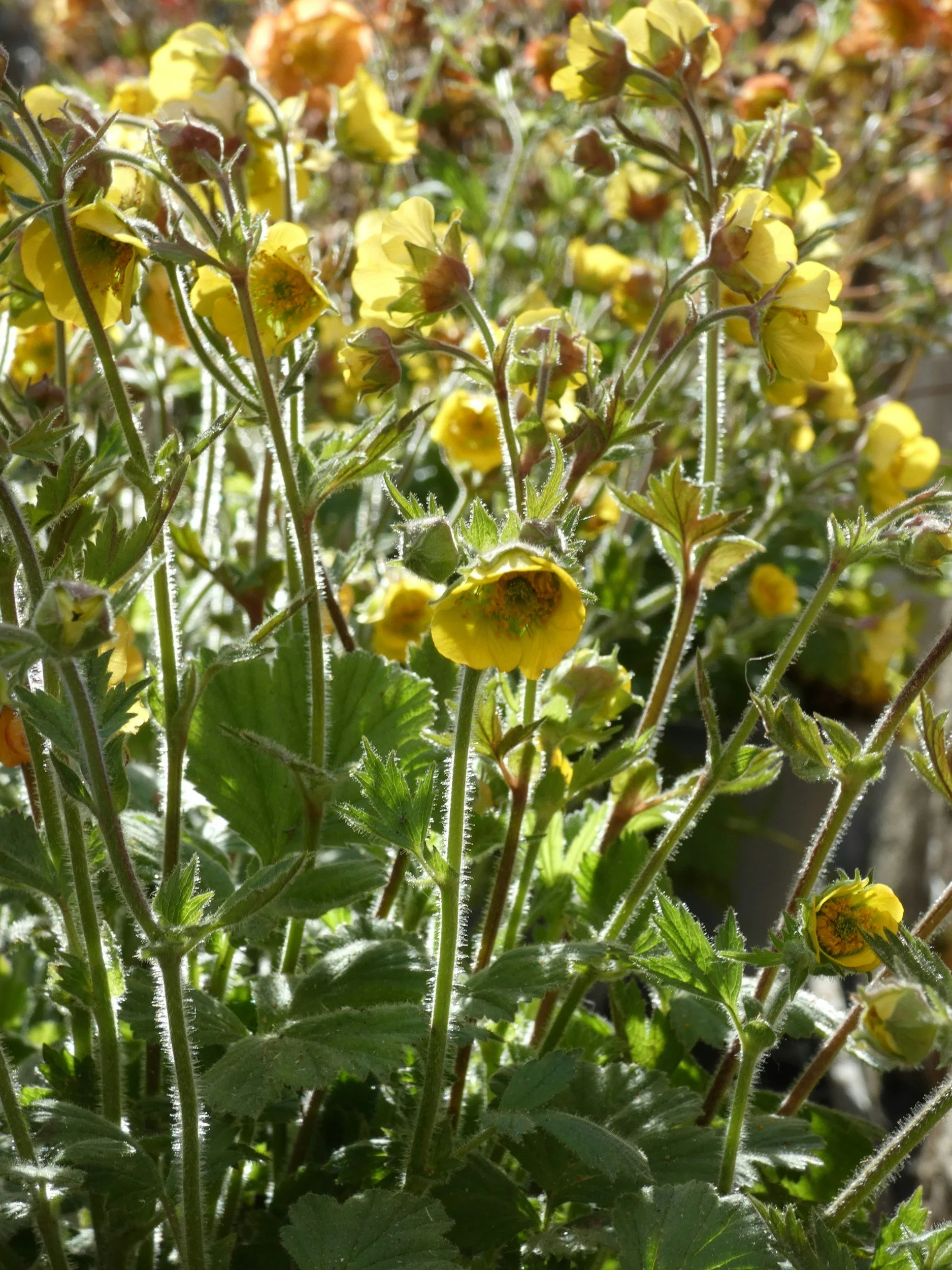 Avens ‘Banana Daiquiri’ (Geum ‘Banana Daiquiri’)