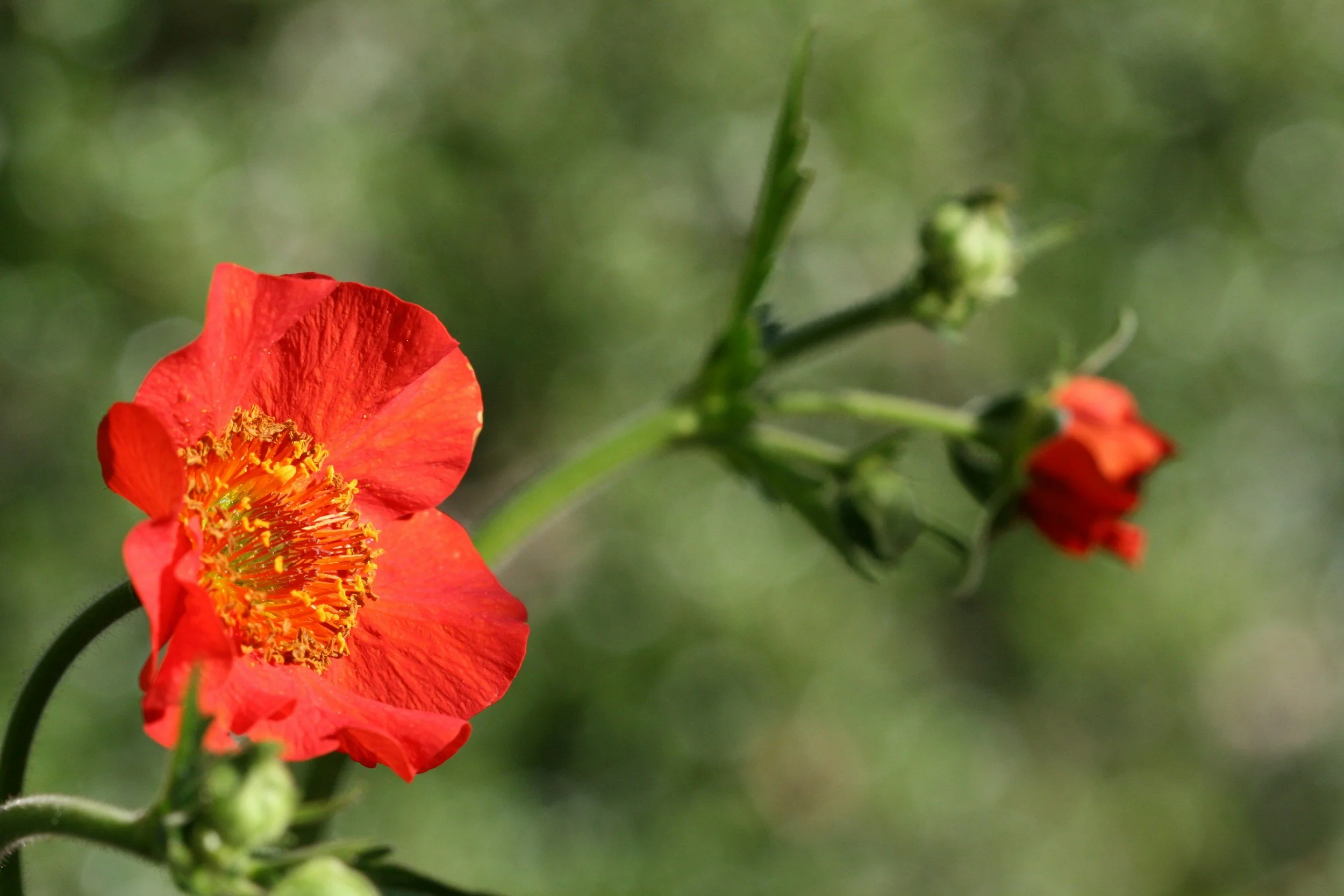 Avens ‘Cherry Cordial’ (Geum ‘Cherry Cordial’)