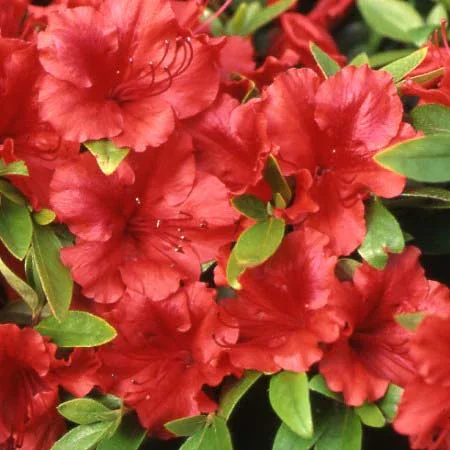 Evergreen Azalea ‘Girard’s Scarlet’ (Rhododendron ‘Girard’s Scarlet’)