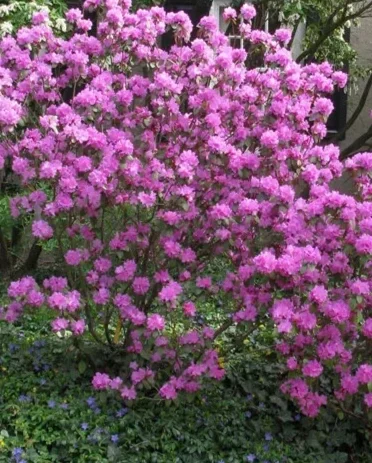 Olga Mezitt Rhododendron (Rhododendron ‘Olga Mezitt’)