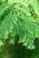 Dawn Redwood (Metasequoia glyptostroboides)