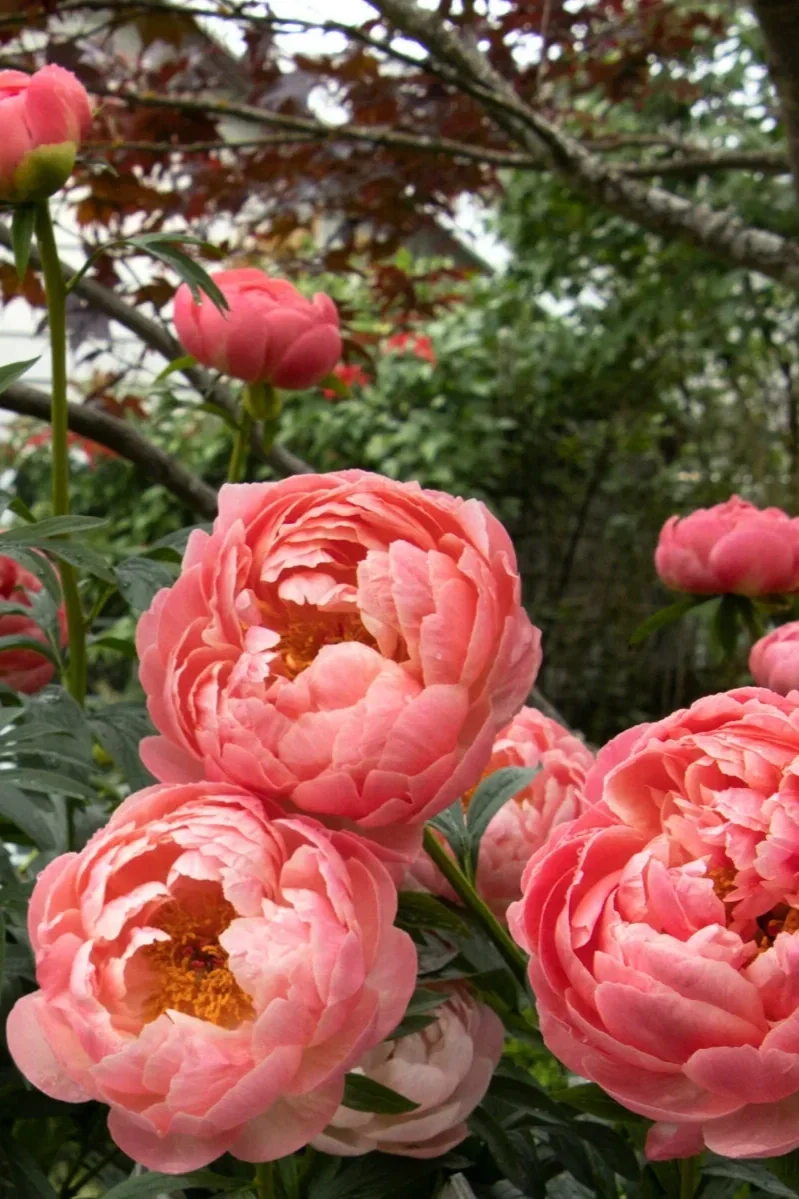 Coral Charm Peony (Paeonia ‘Coral Charm’)