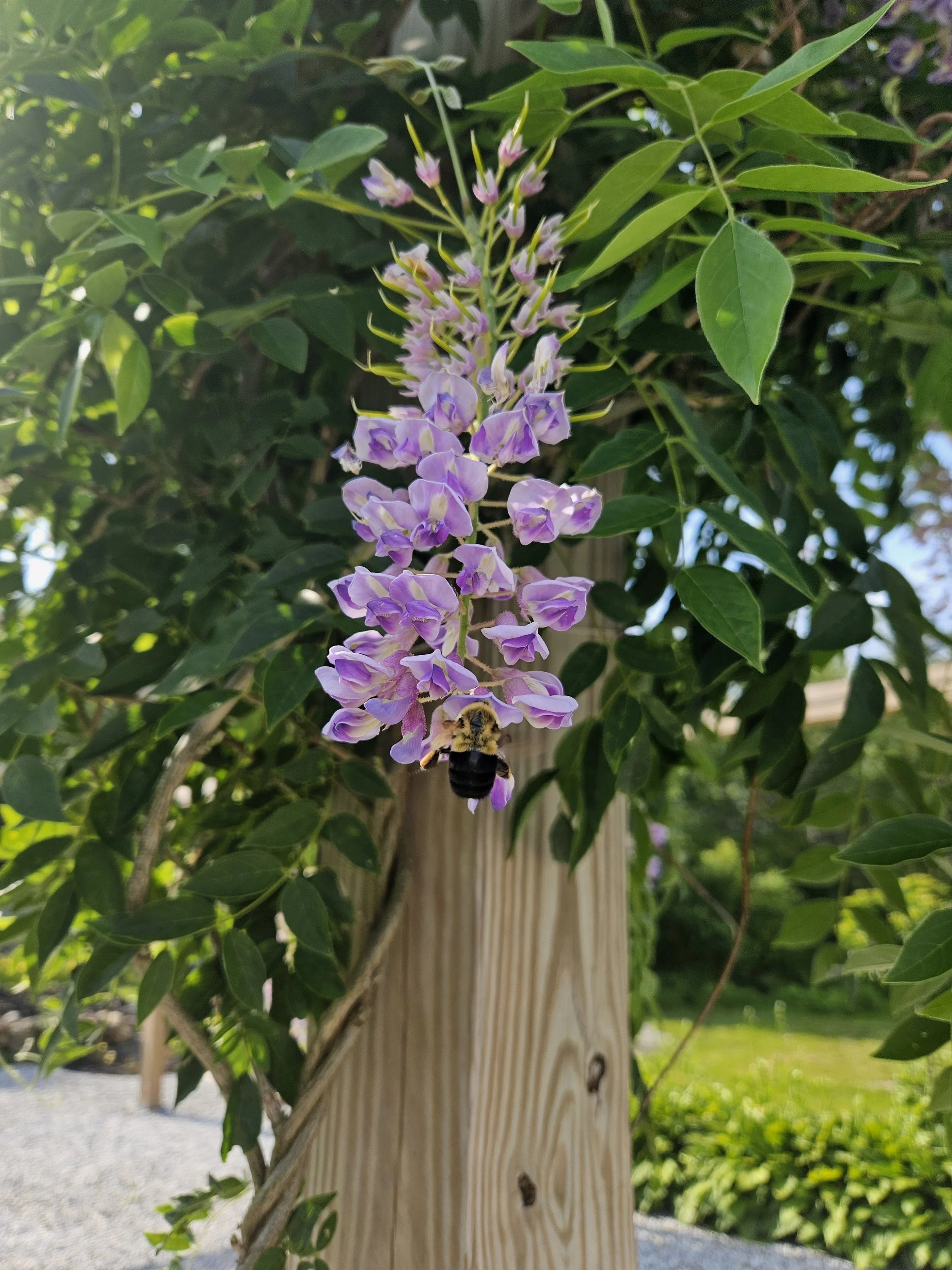 Japanese Wisteria (Wisteria floribunda)