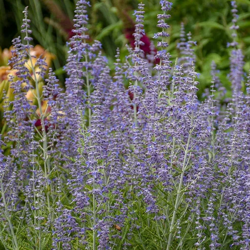 Blue Jean Baby Russian Sage (Salvia yangii ‘Blue Jean Baby’)