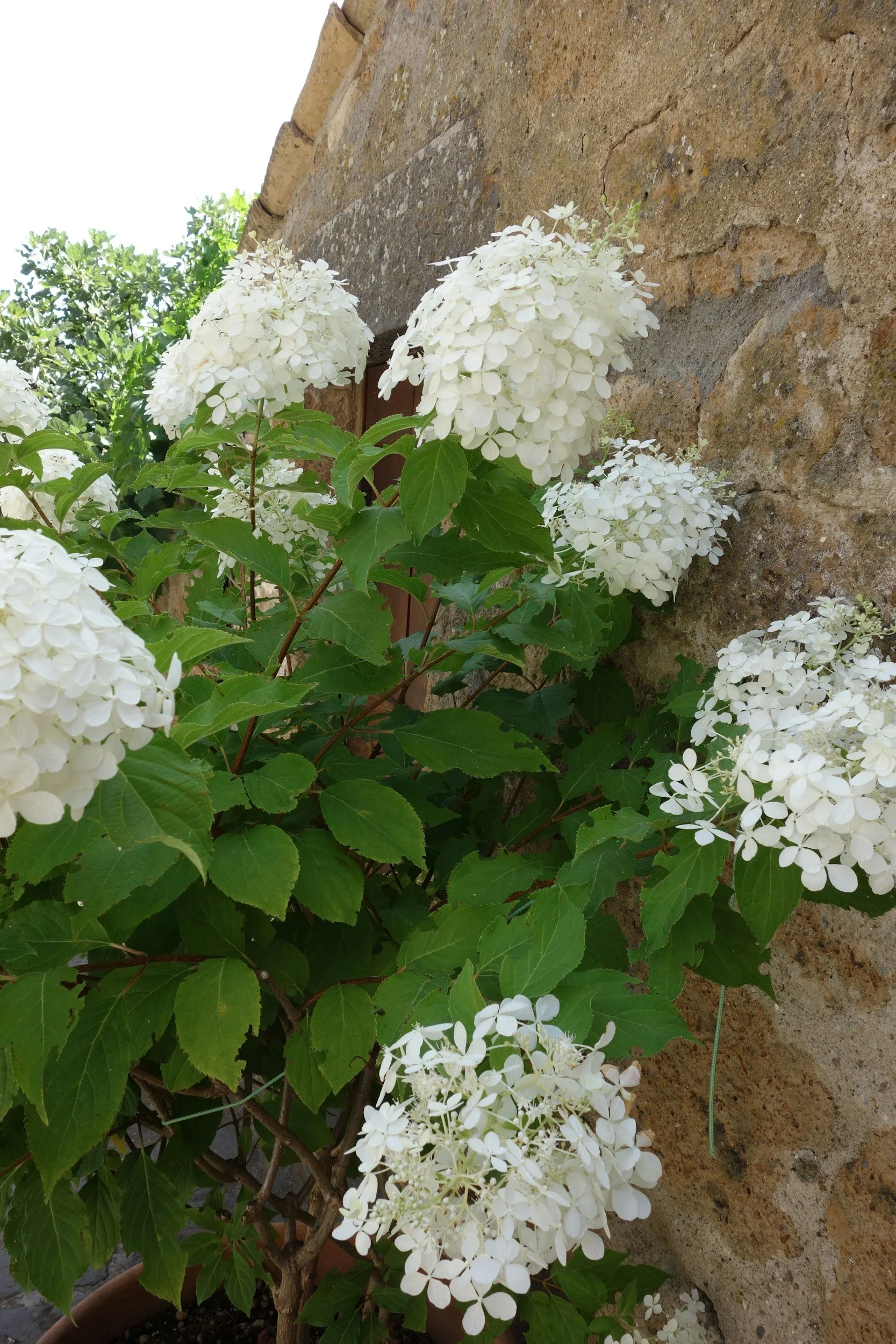 Climbing Hydrangea (Hydrangea anomala subsp. petiolaris)