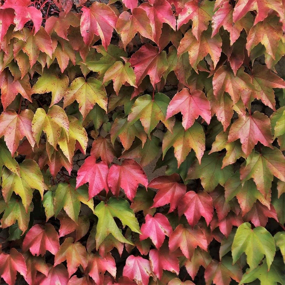 Boston Ivy (Parthenocissus tricuspidata)