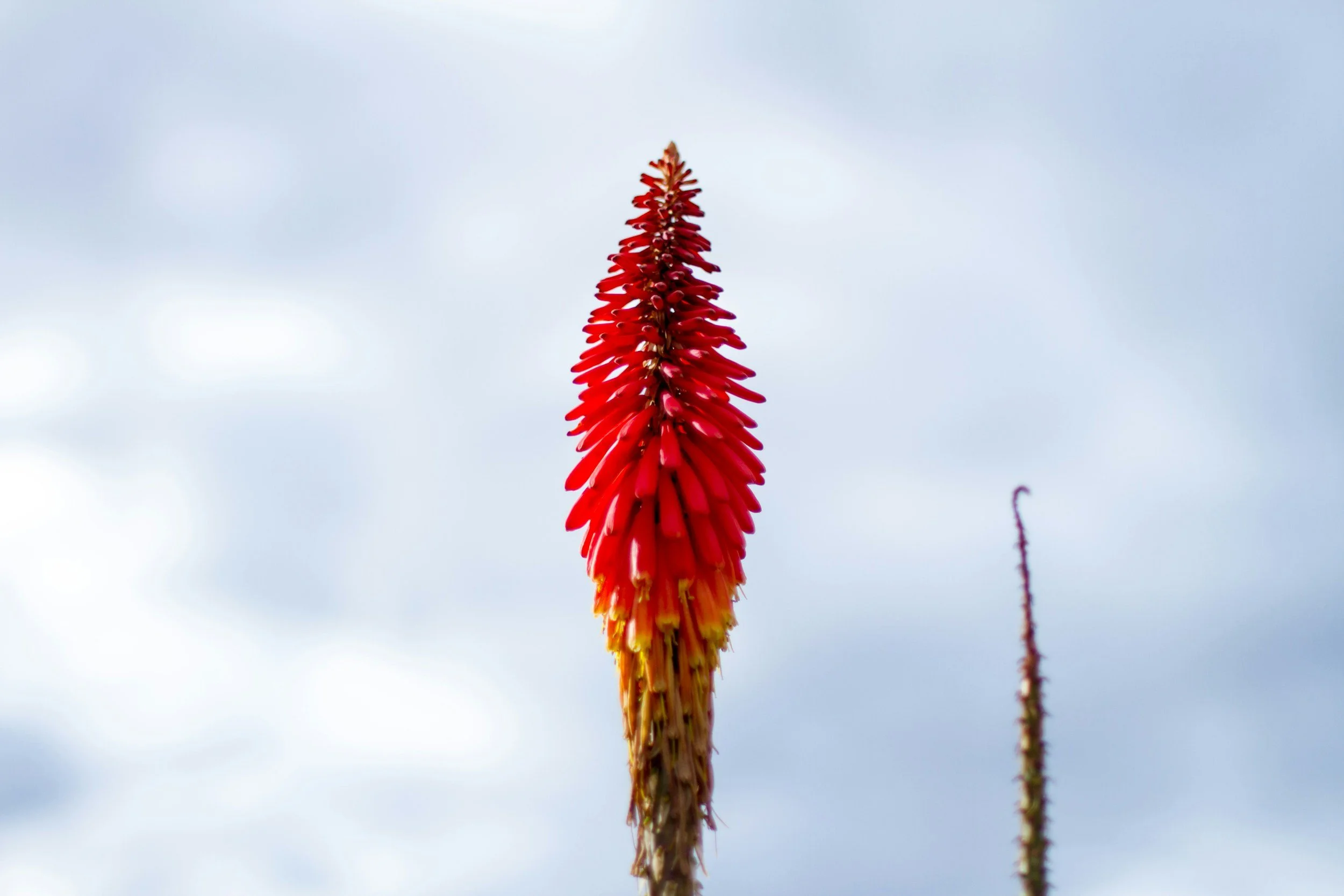 Pyromania® Orange Blaze Red Hot Poker (Kniphofia hybrid ‘Orange Blaze’)