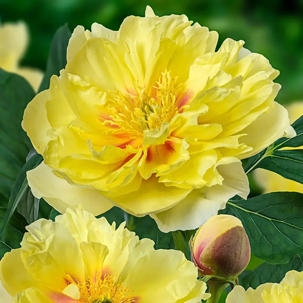 Bartzella Itoh Peony (Paeonia ‘Bartzella’)