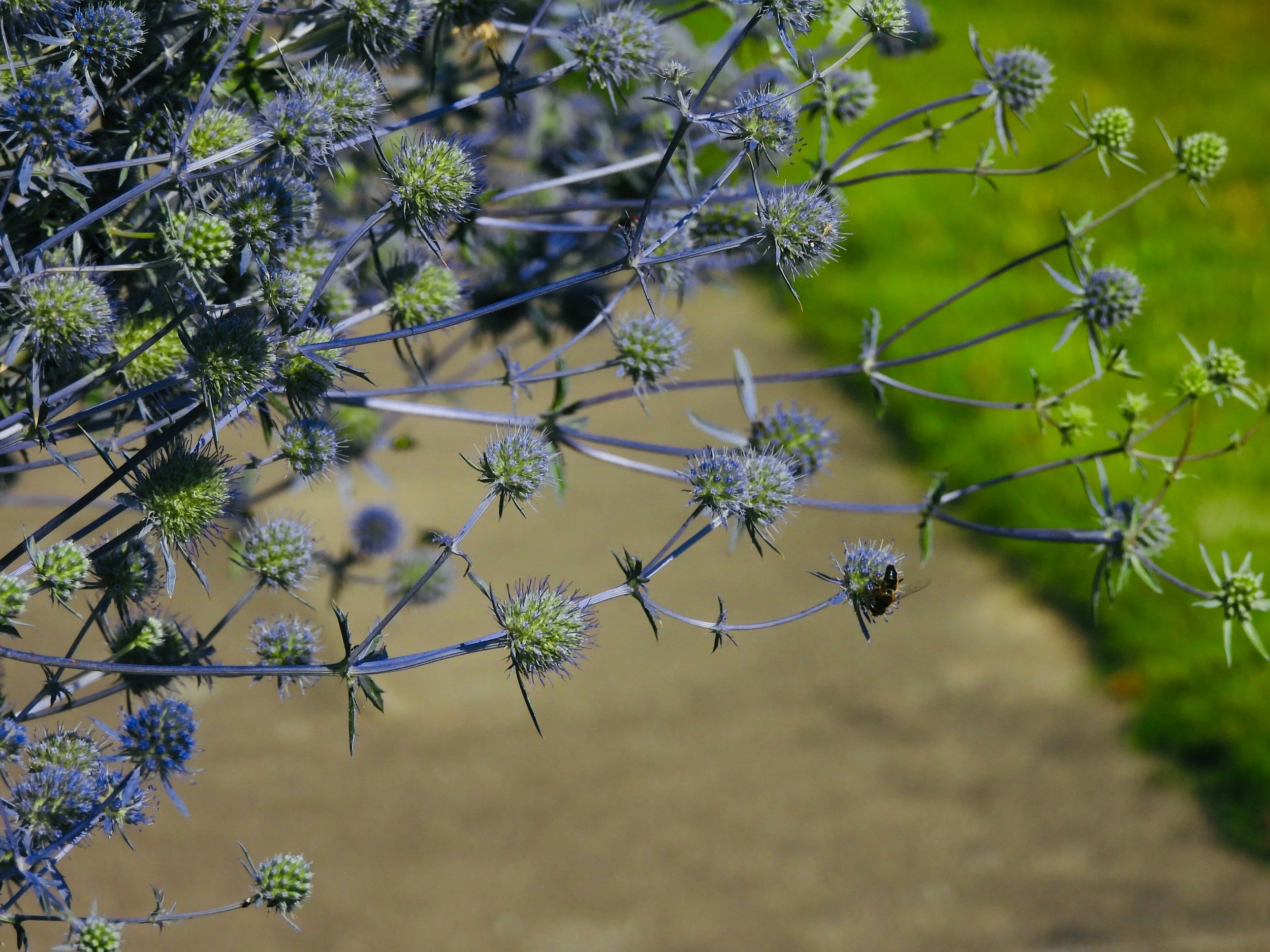 Blue Glitter Sea Holly (Eryngium planum ‘Blue Glitter’)