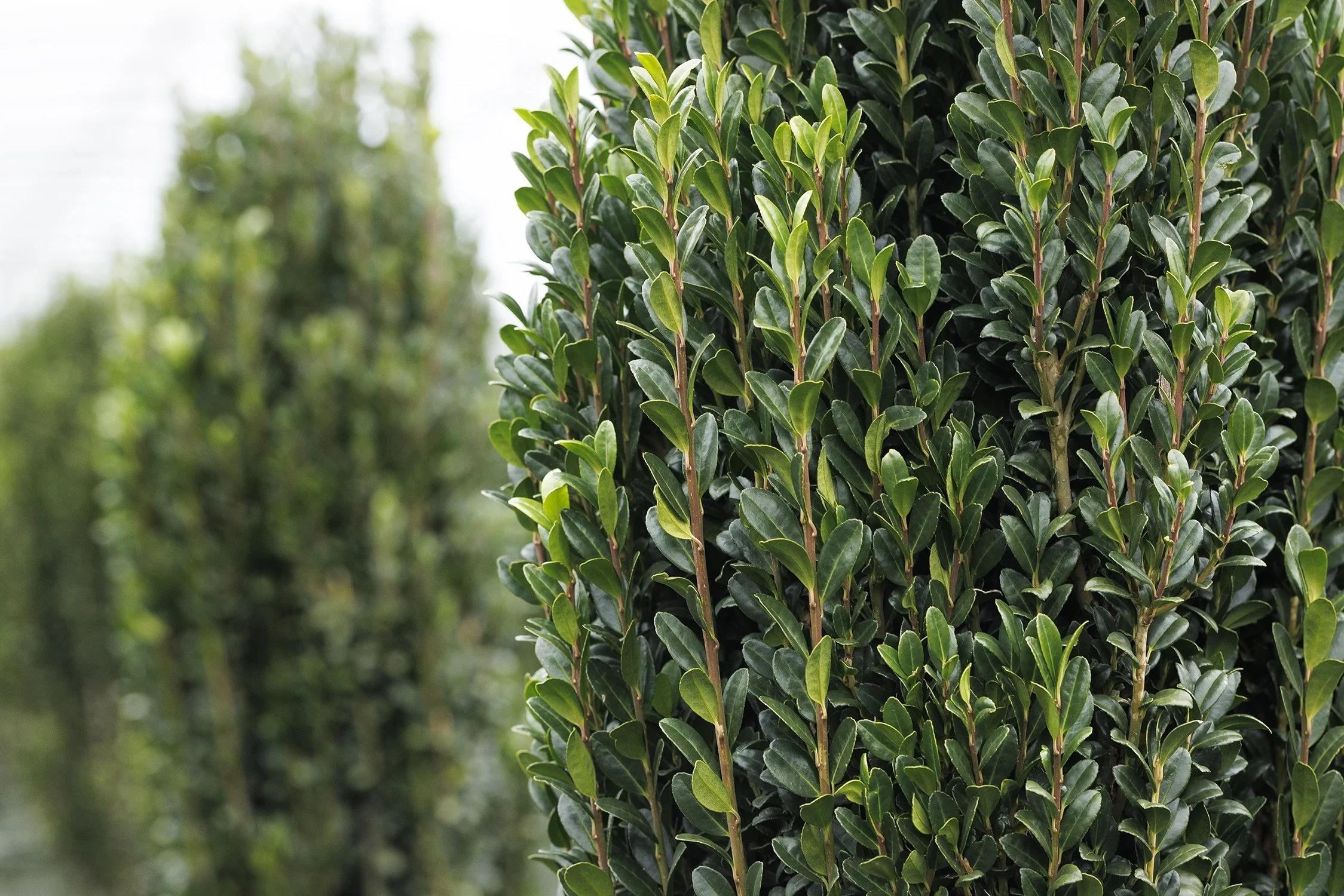 Sky Pencil Japanese Holly (Ilex crenata ‘Sky Pencil’)