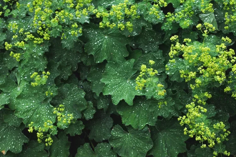 Lady’s Mantle (Alchemilla mollis)