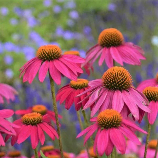 PowWow® Wild Berry Coneflower (Echinacea purpurea ‘Pas702917’)