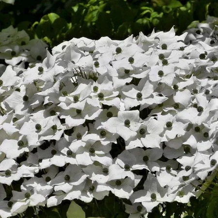 Kousa Dogwood (Cornus kousa var. chinensis)